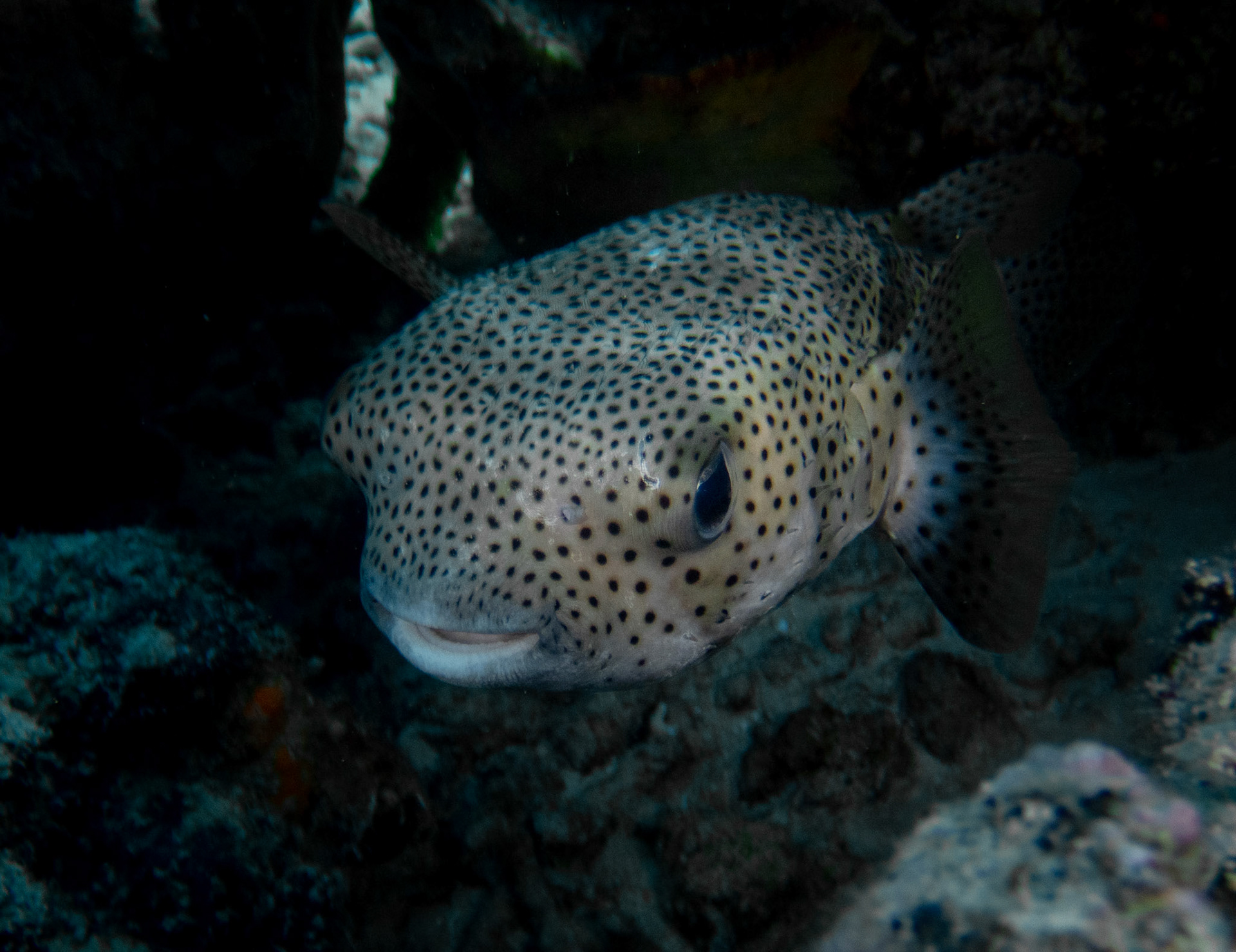 Porcupine Puffer