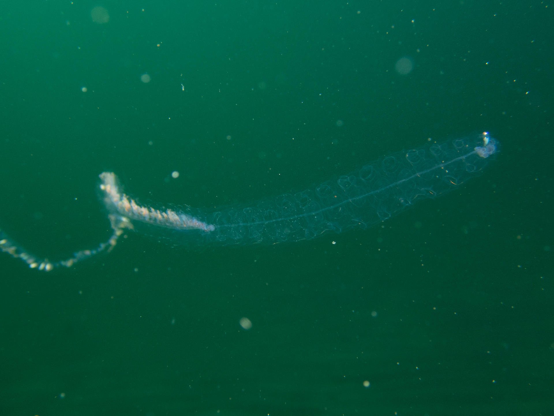 Siphonophore