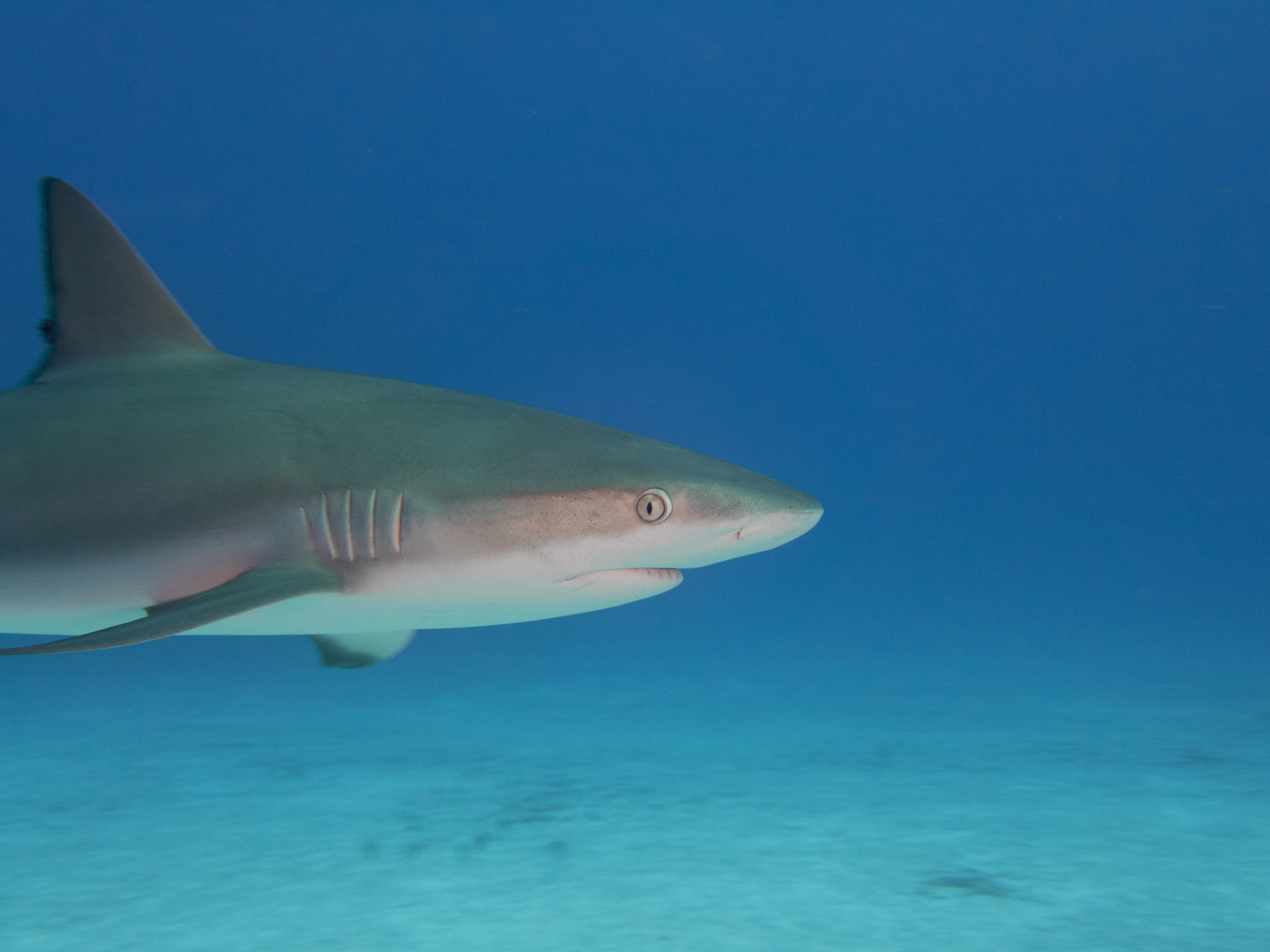 Caribbean Reef Shark