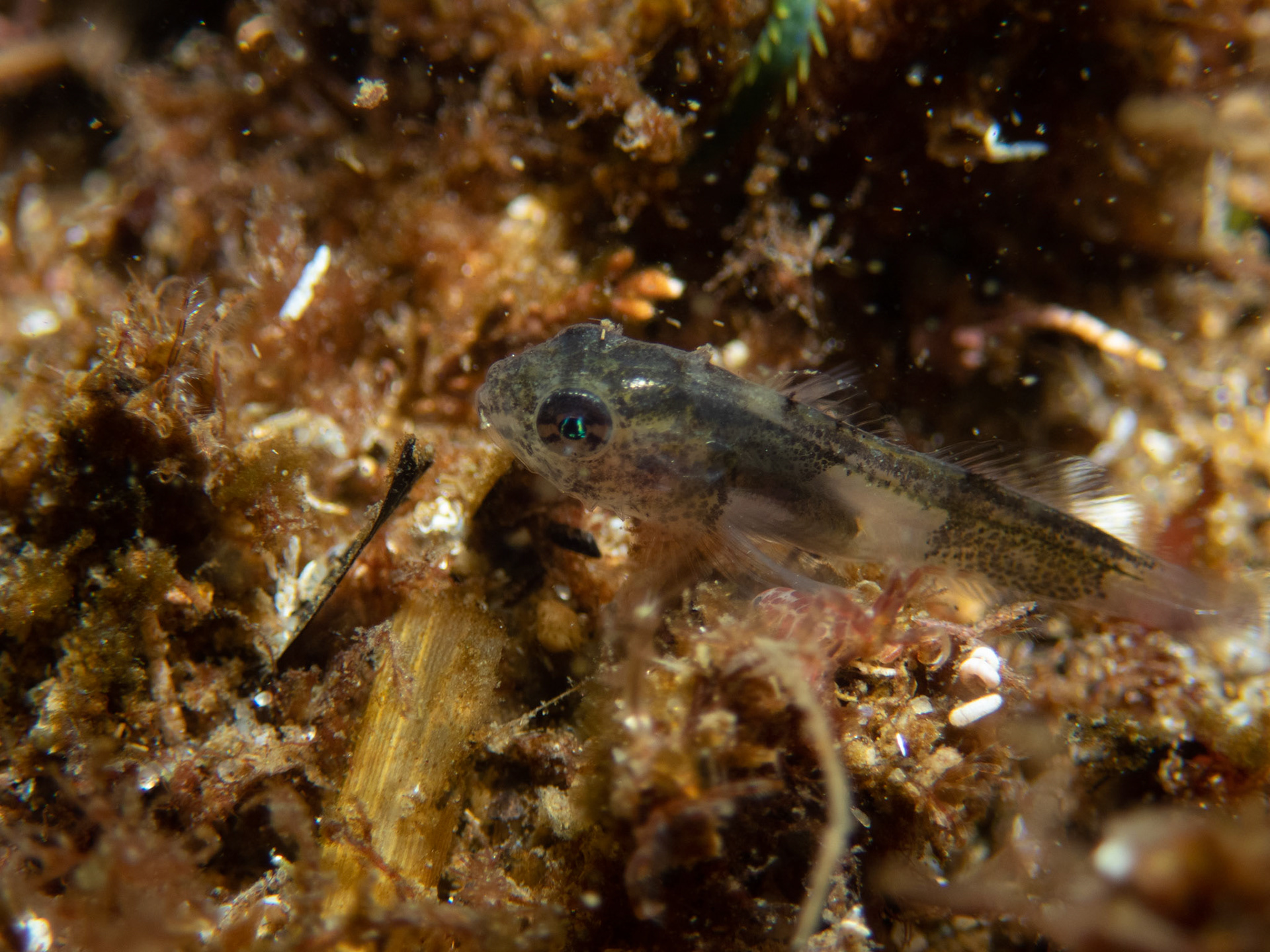 Juvenile sculpin?