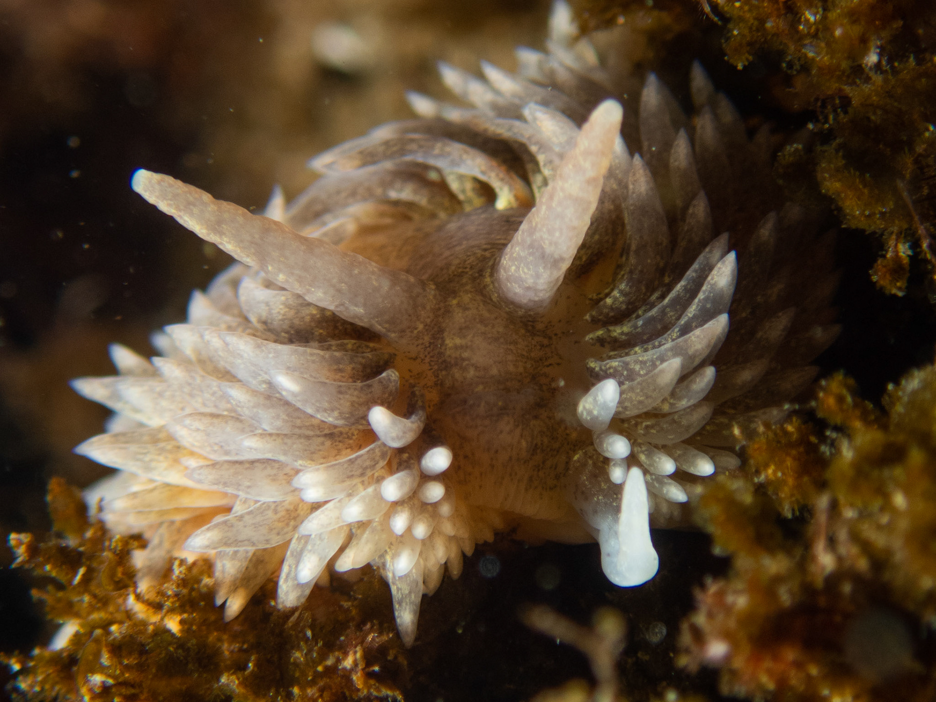 Aeolidia papillosa