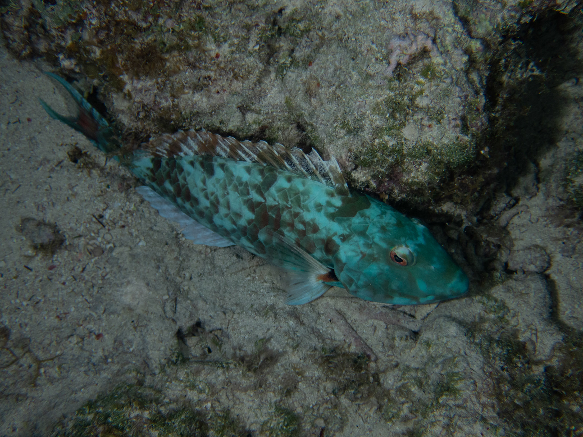 Sleepy parrotfish