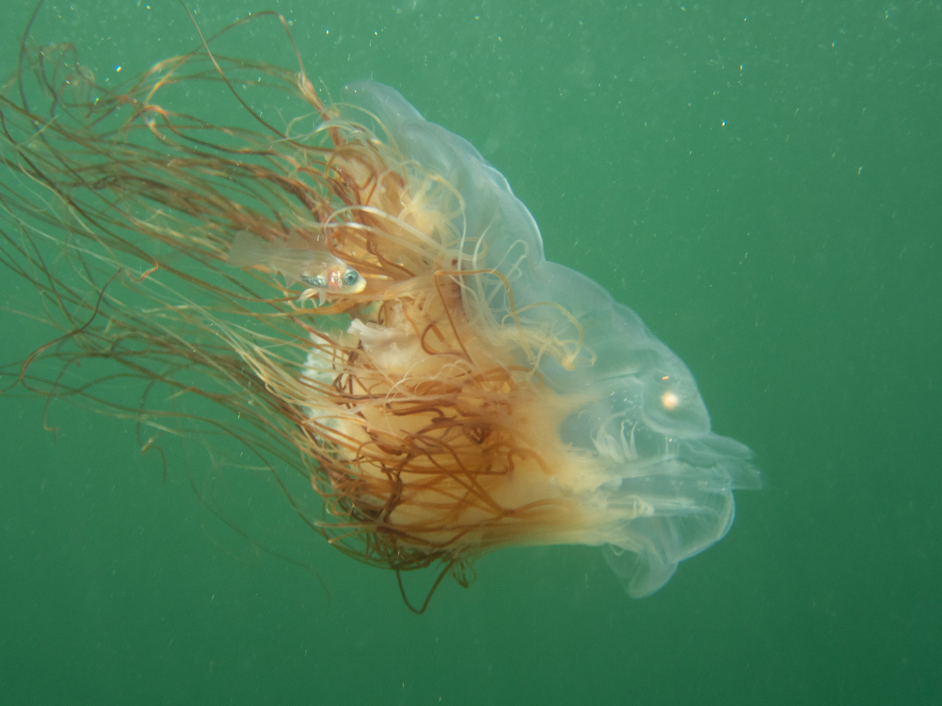 There were two translucent fish near the jelly - this one managed to elude the tentacles' deadly sting. The other, not so much.