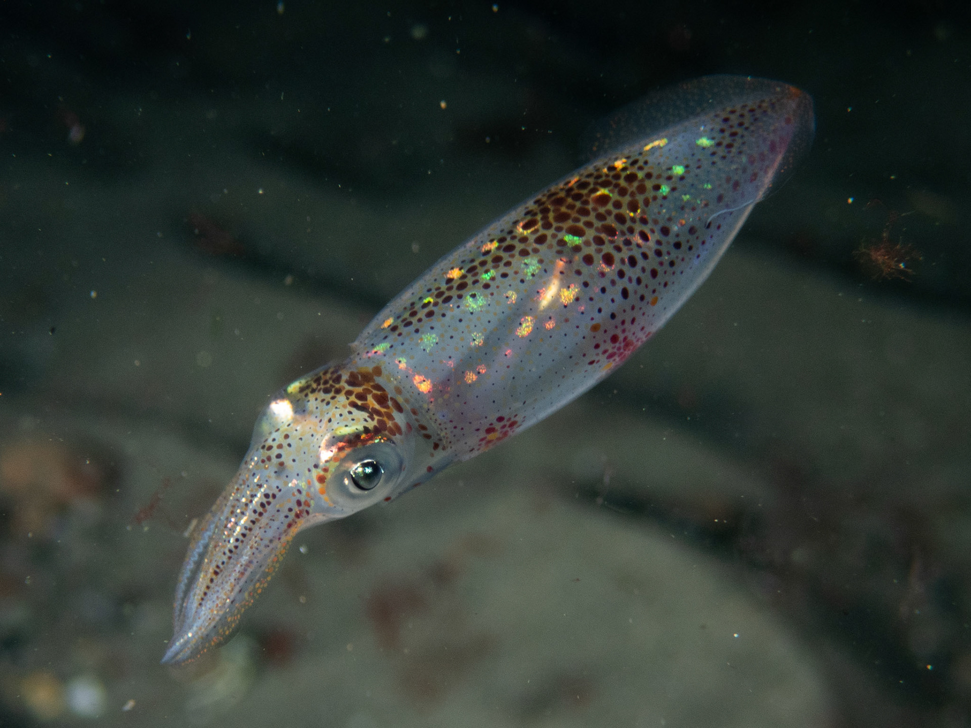 Longfin Squid