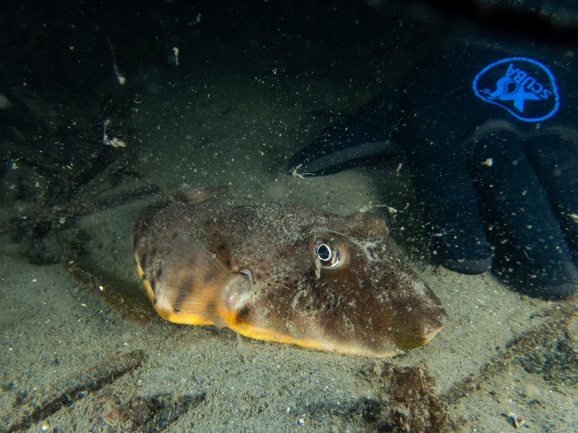 Chunky northern puffer