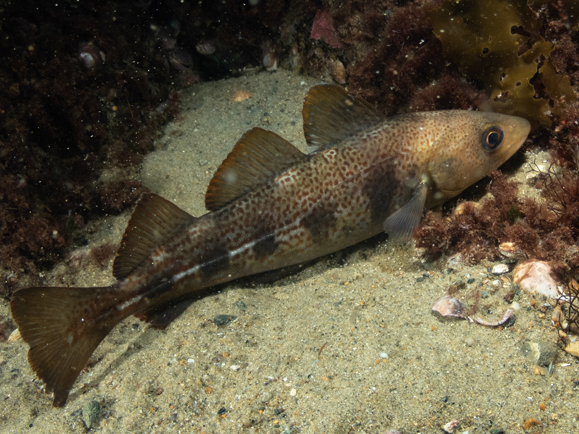 Sleepy cod