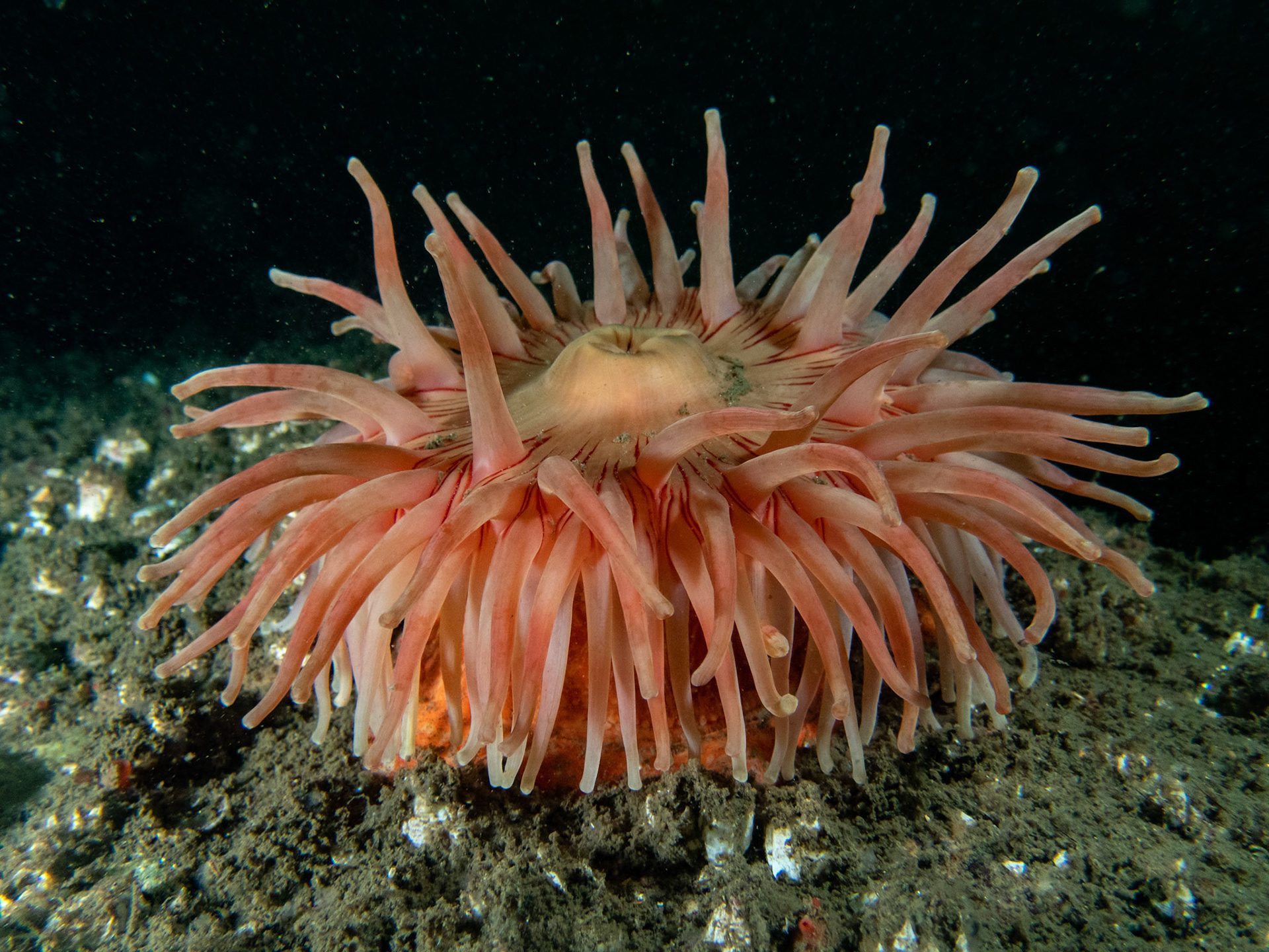 Beautiful Northern Red Anemone