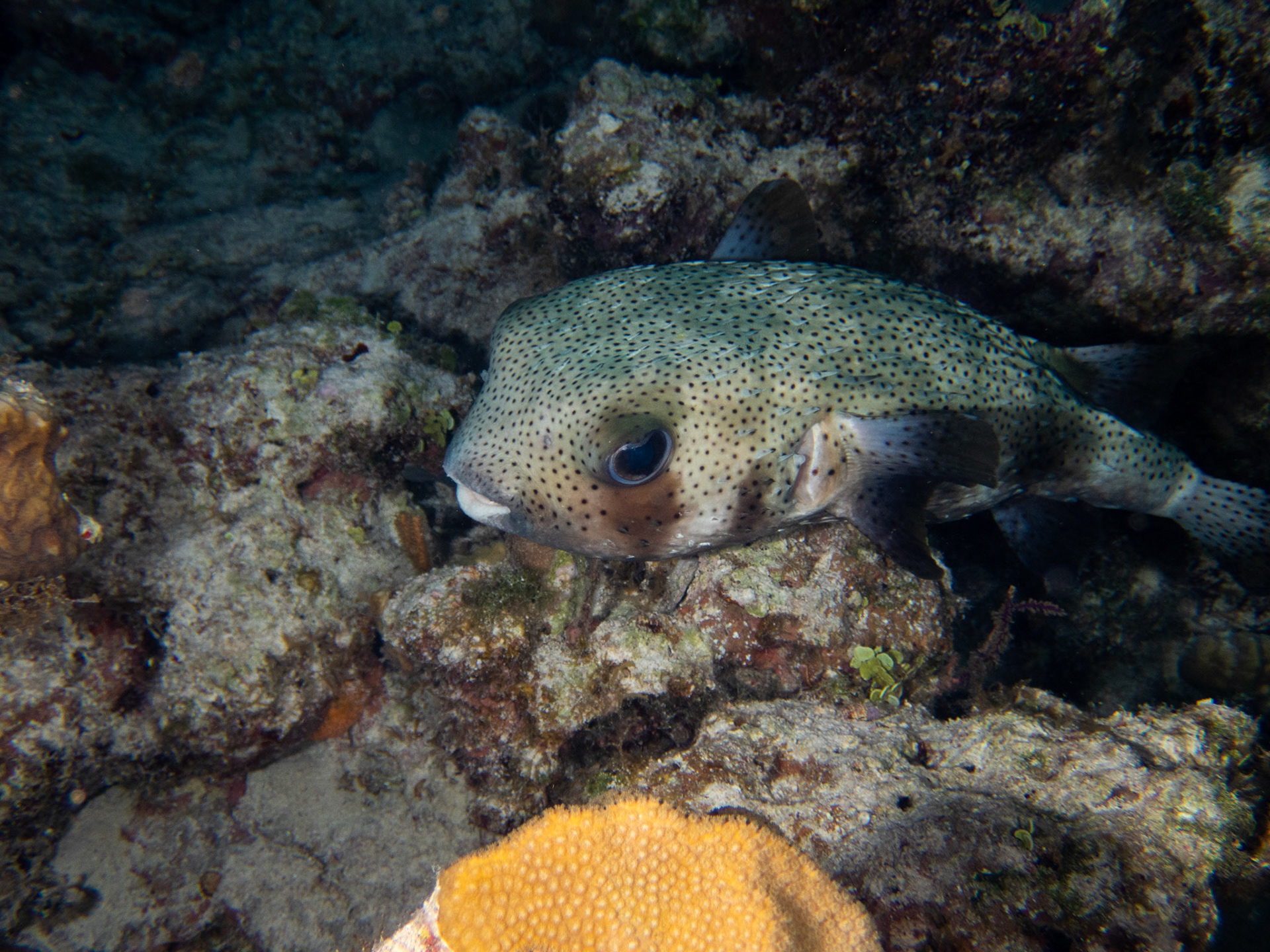 Porcupine Puffer