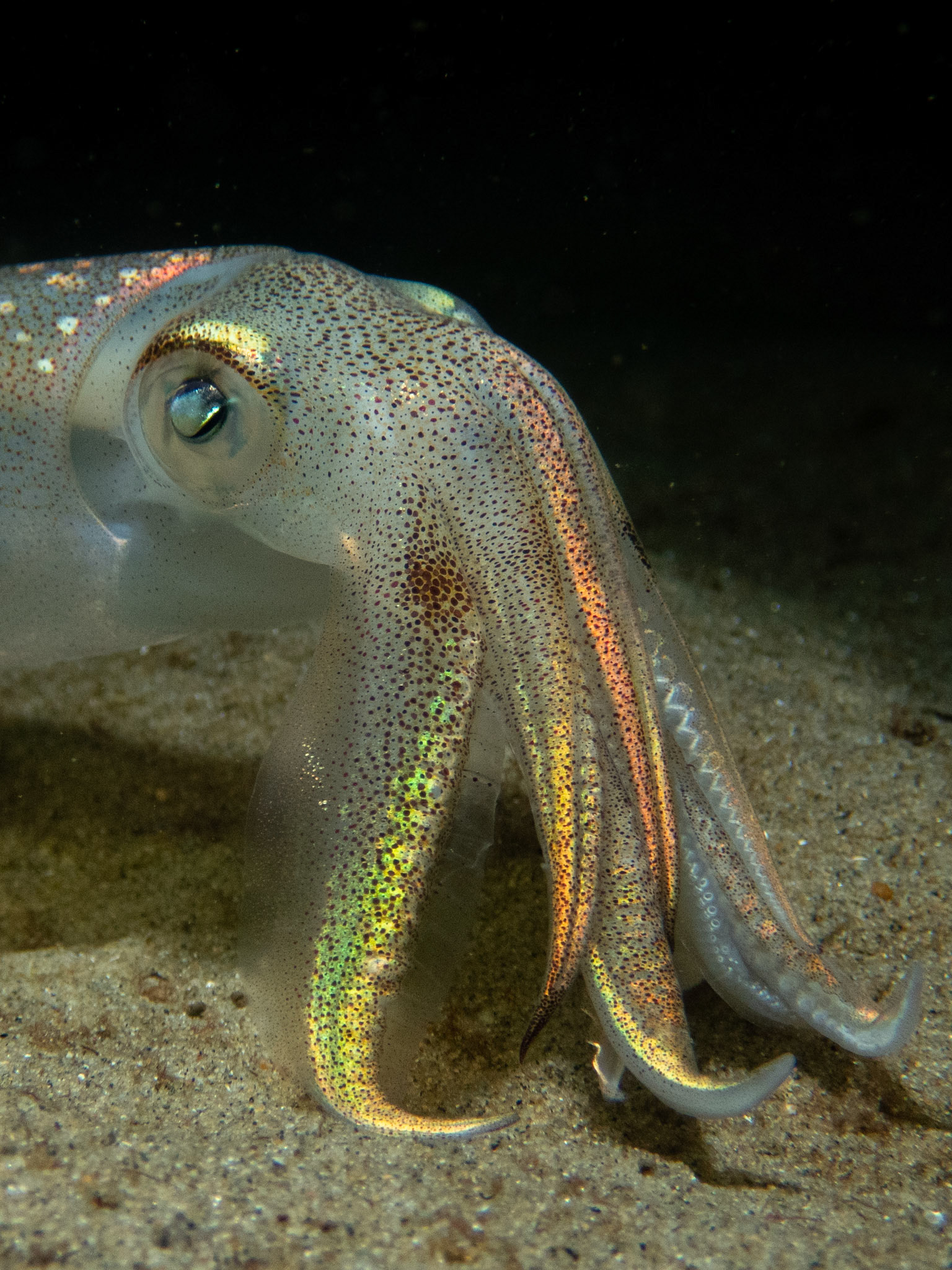 Squid face