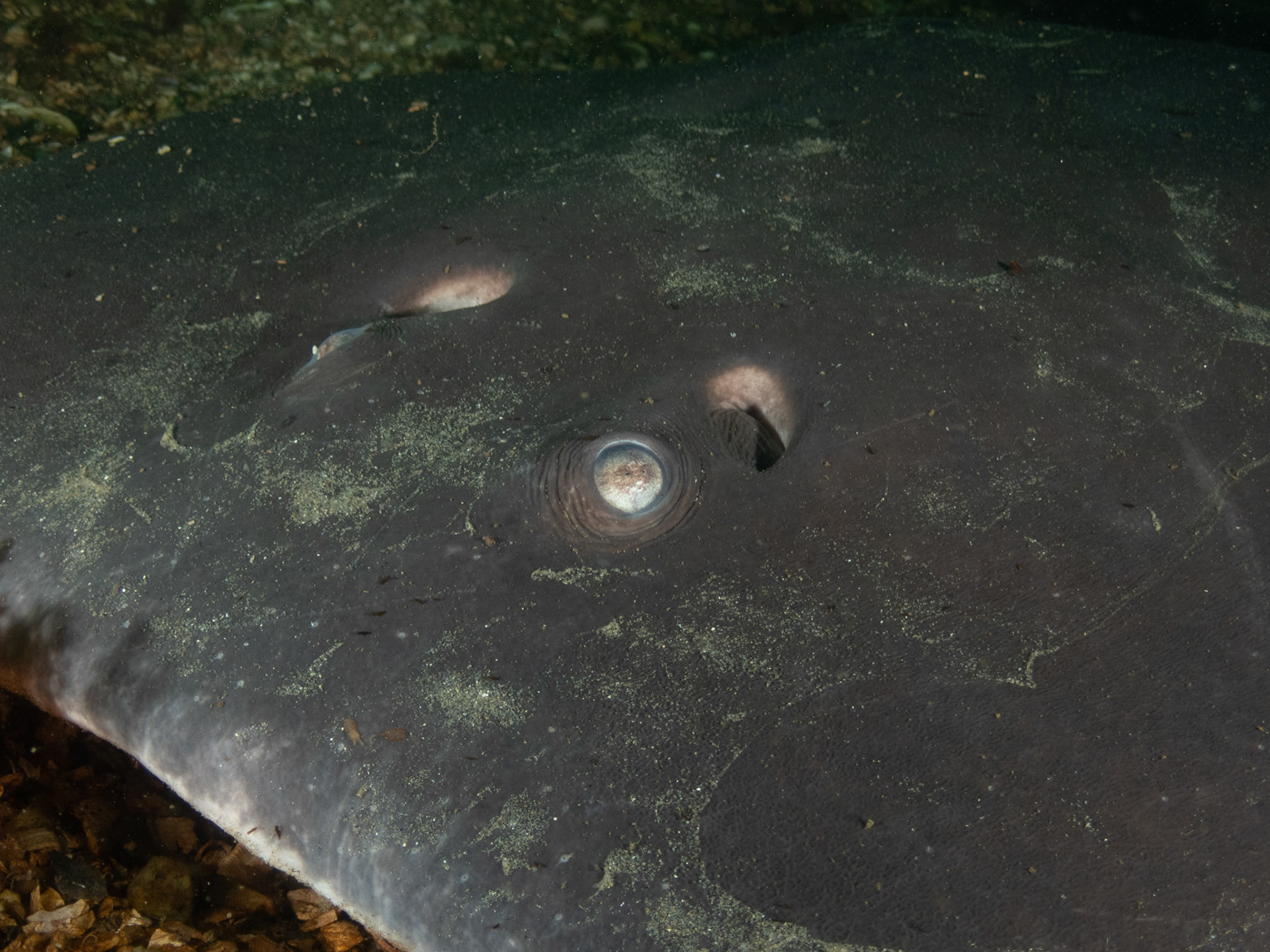 Atlantic Torpedo eyes