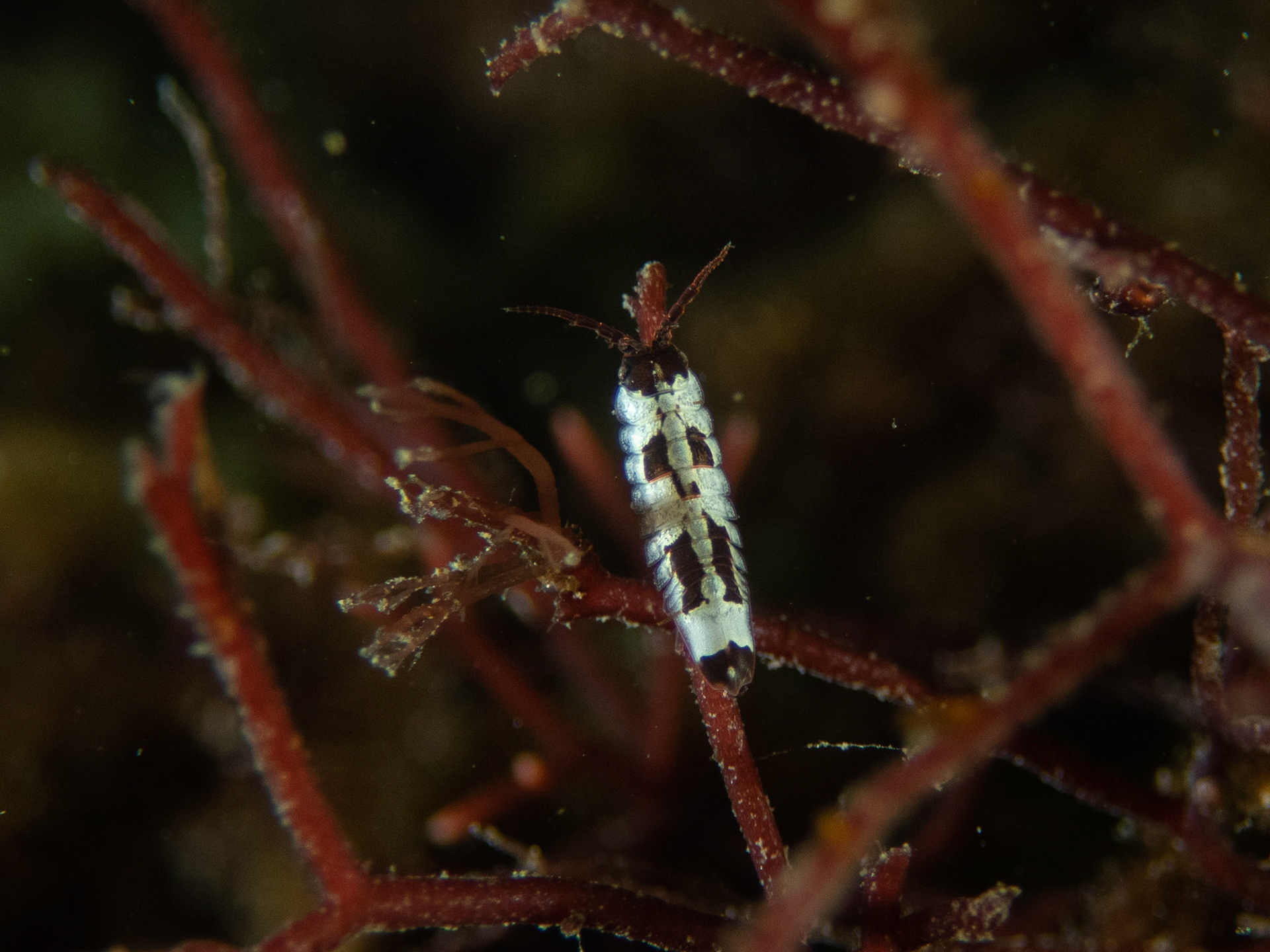 Baltic isopod