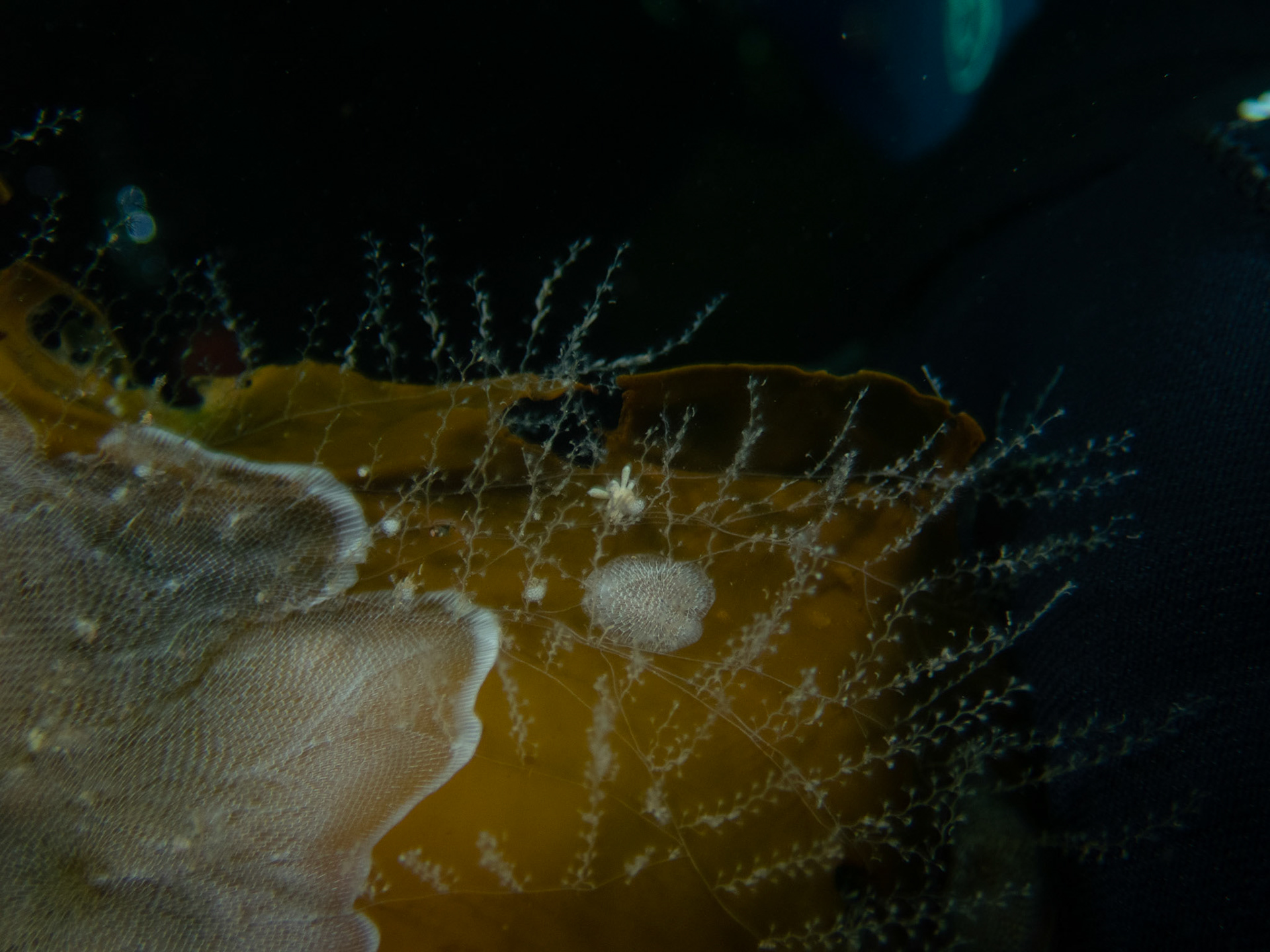 Knotted thread hydroids with what I believe is a Eubranchus olivaceus