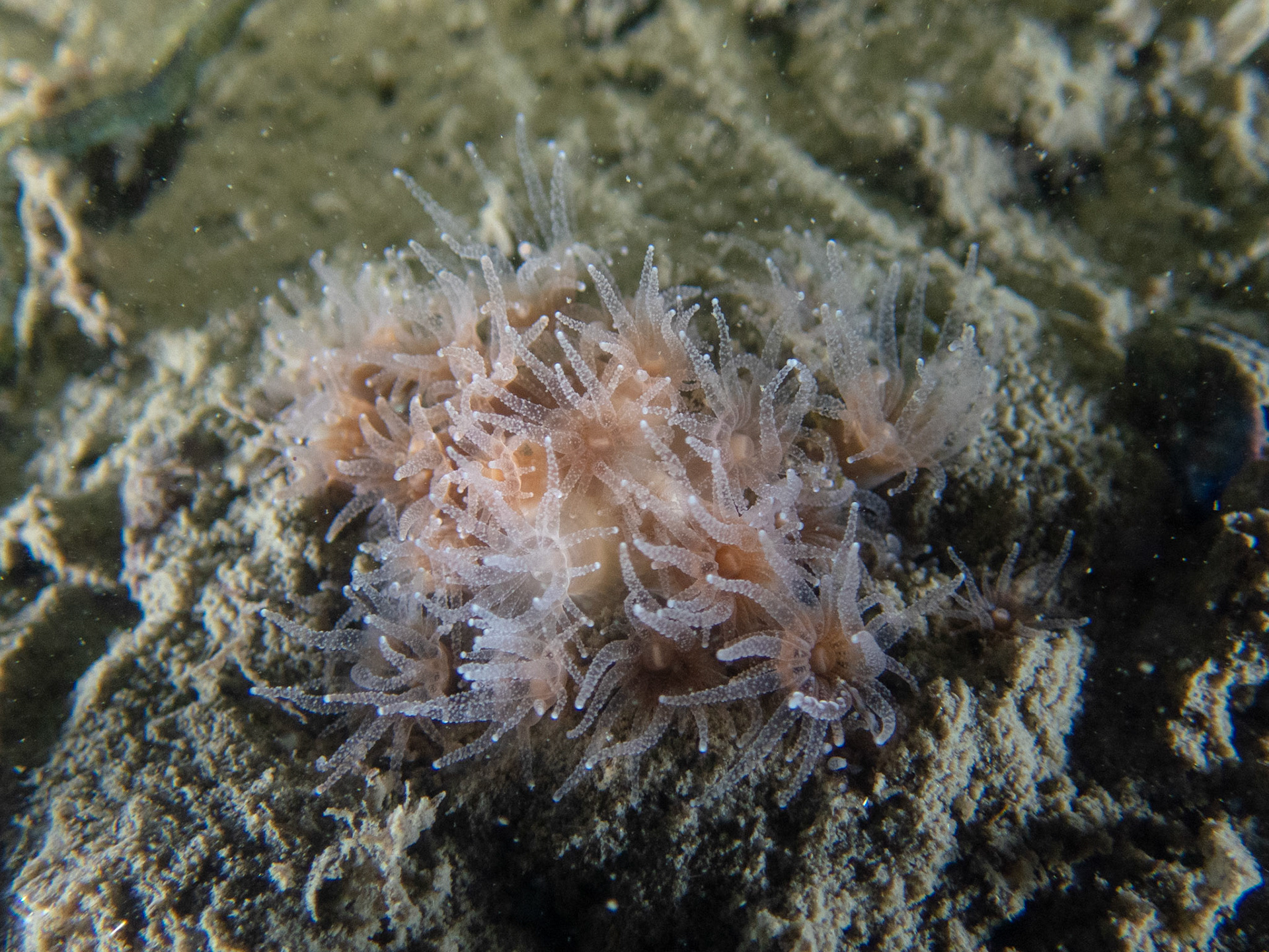 Northern Star Coral