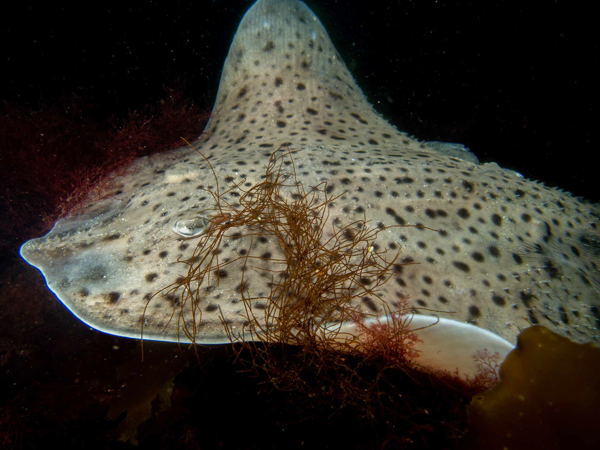 Big Little skate