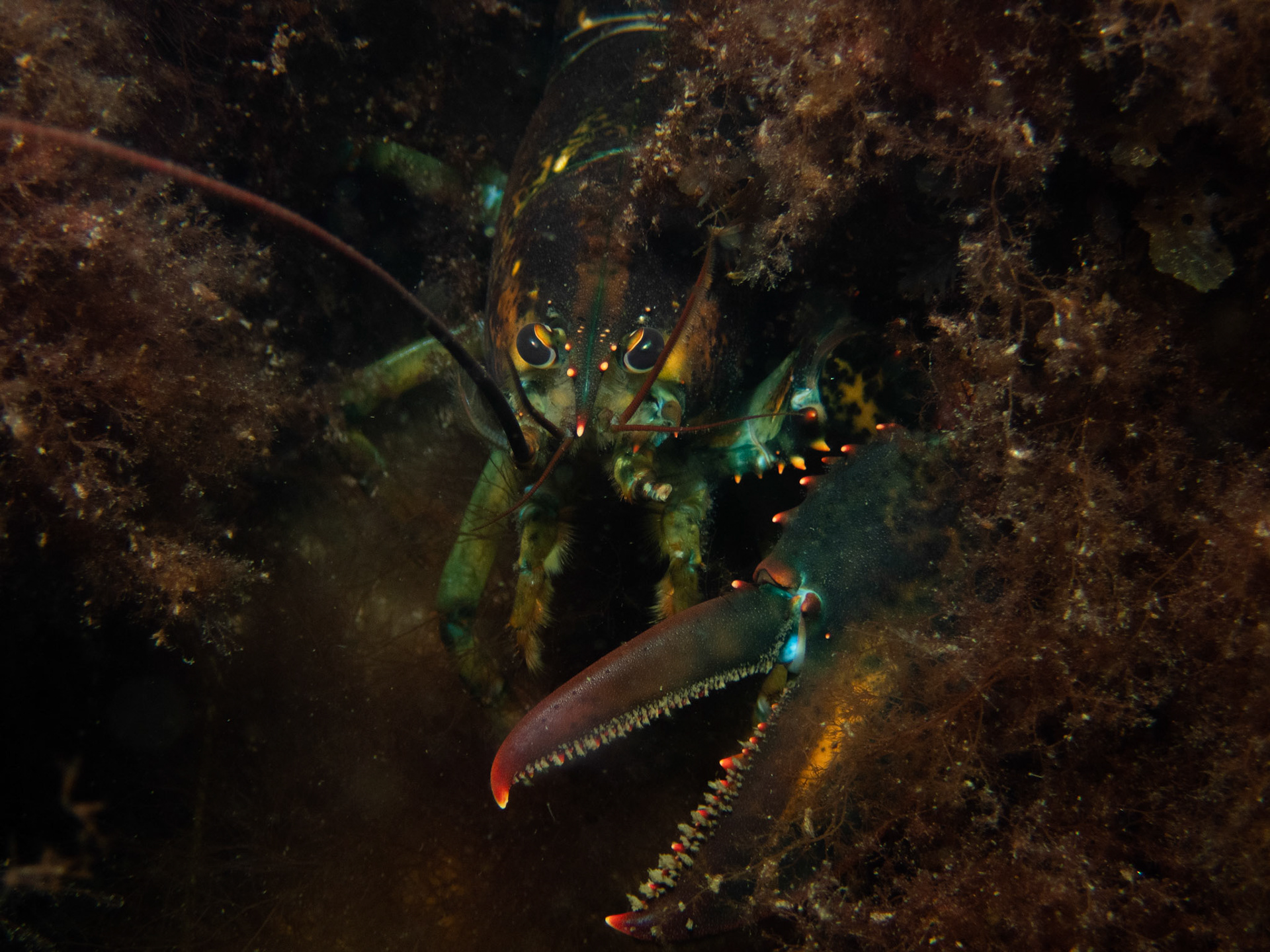 American Lobster