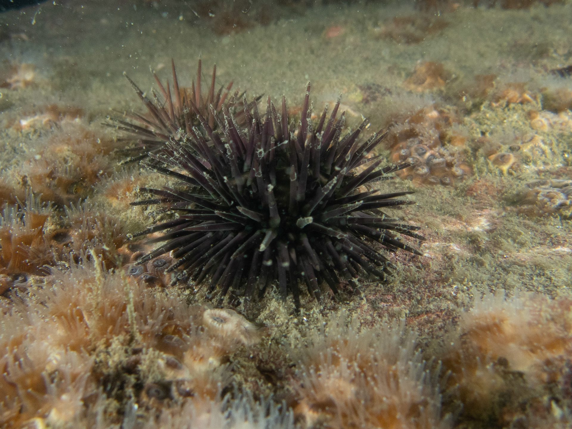 Purple urchin