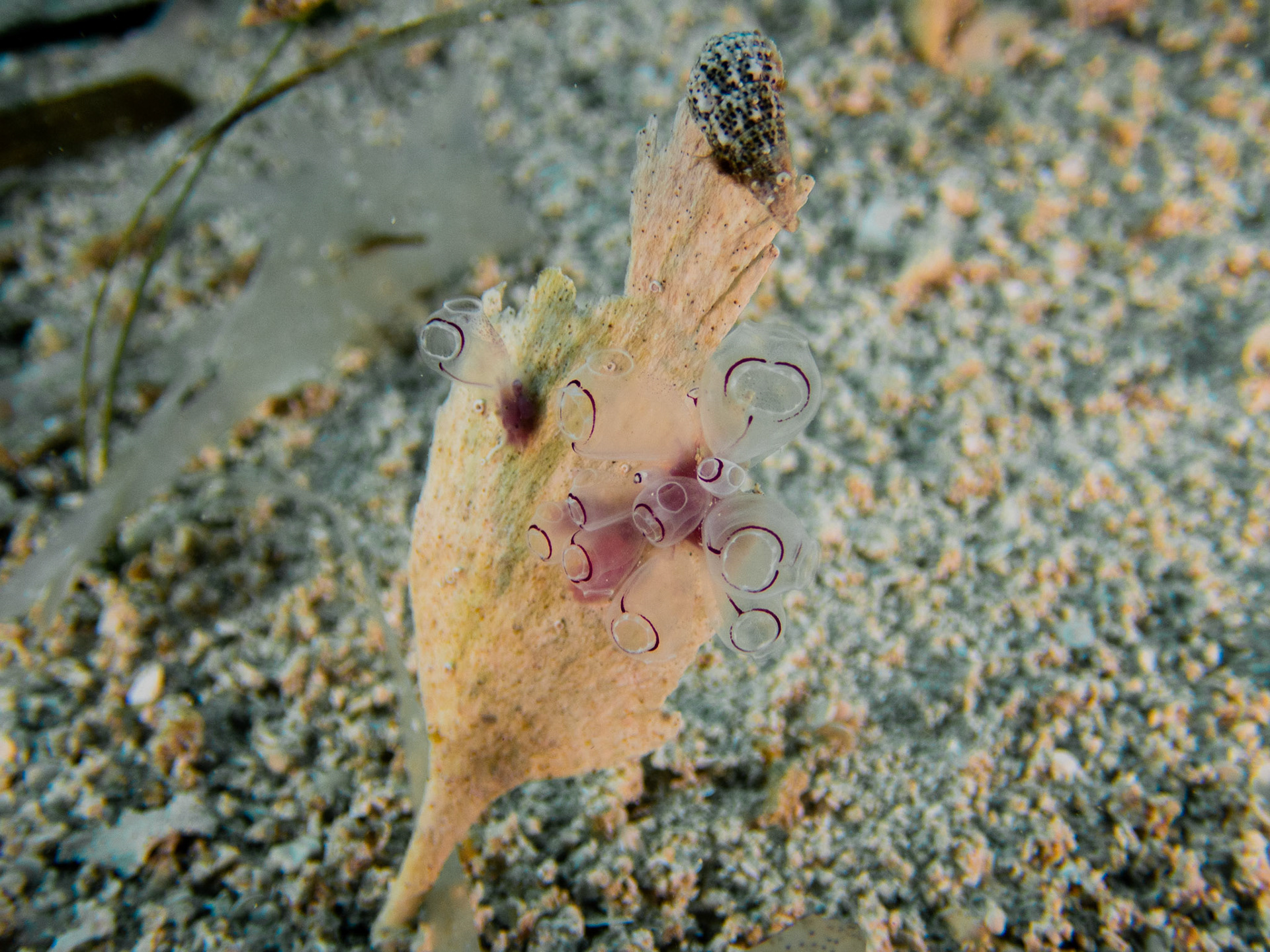 Painted tunicates