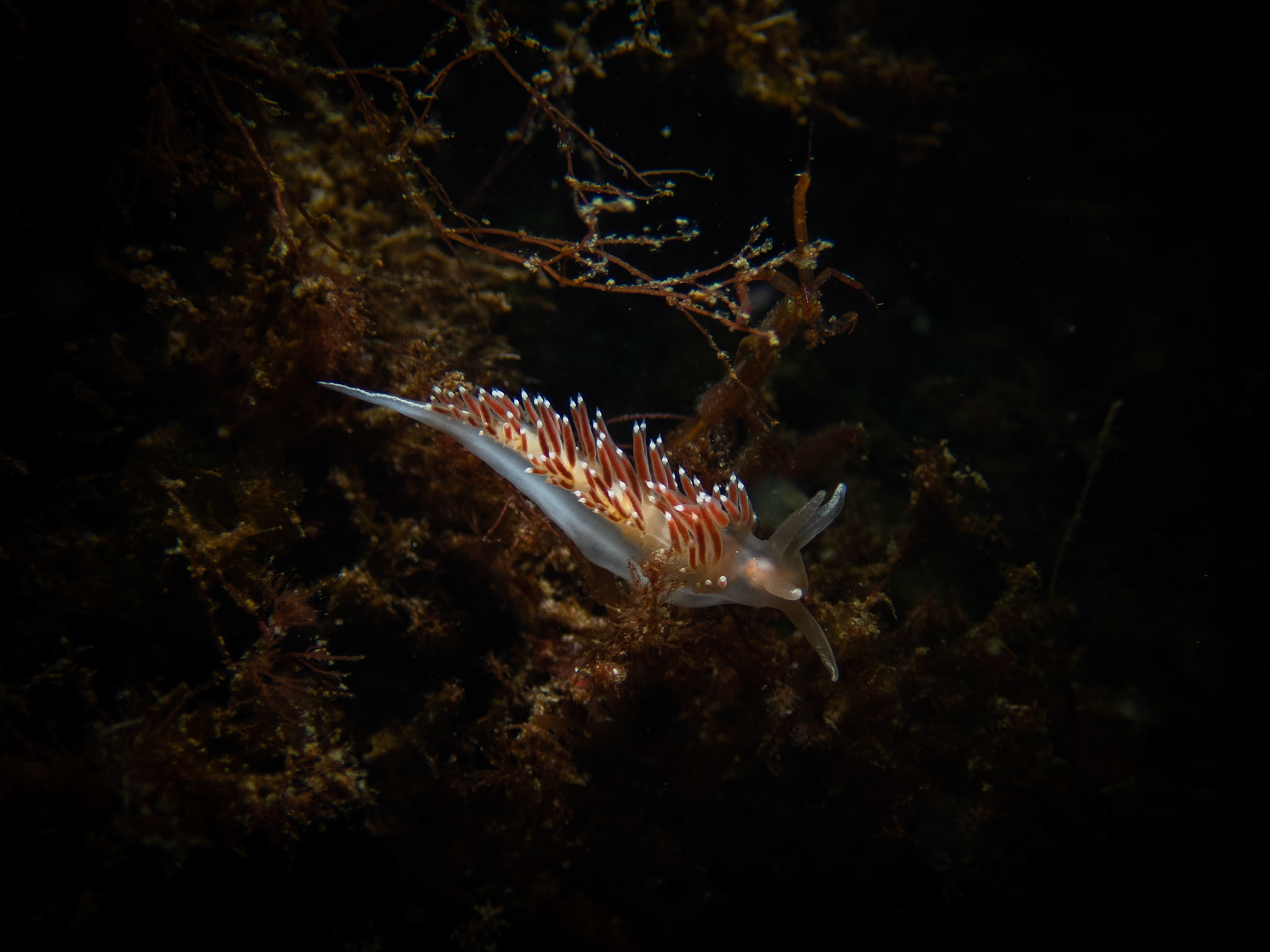 Flabellina verrucosa