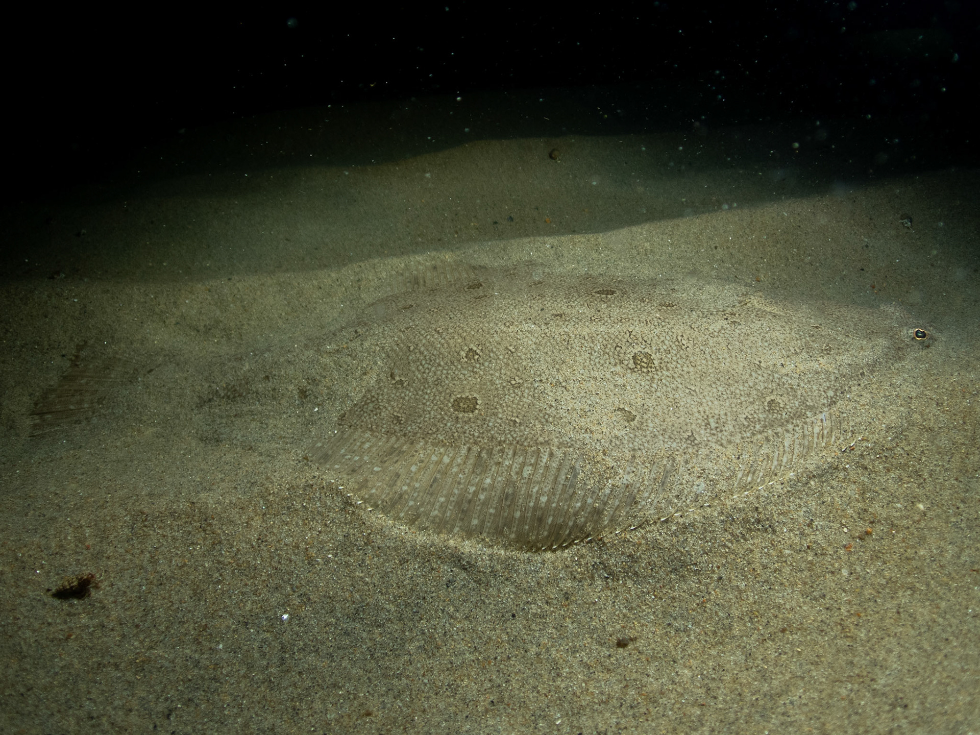 Big Summer flounder