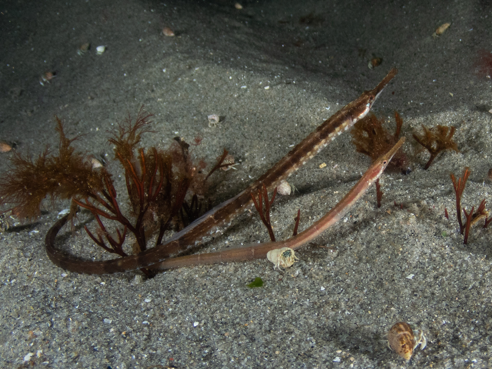 Northern Pipefish
