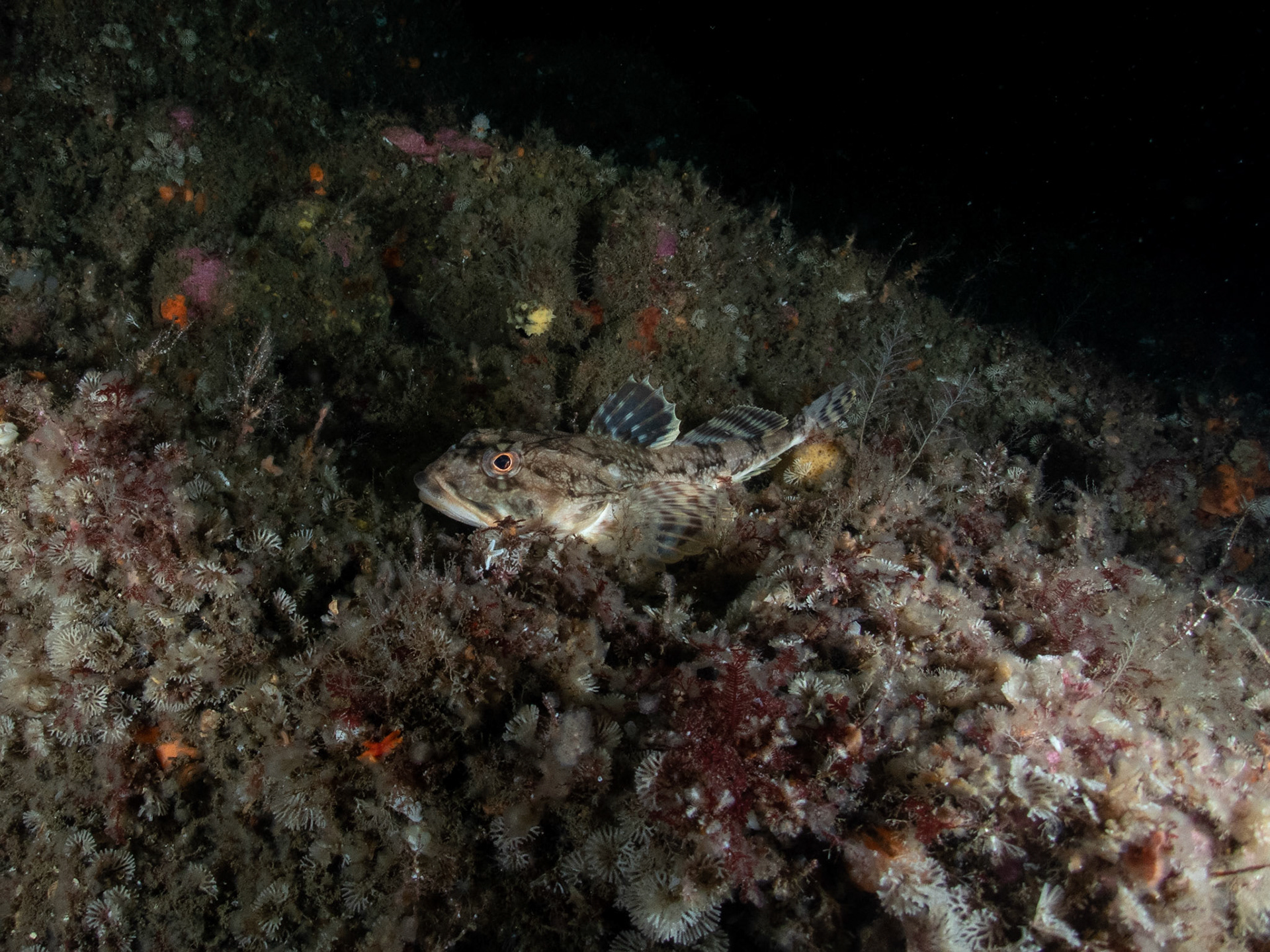 Longhorn sculpin