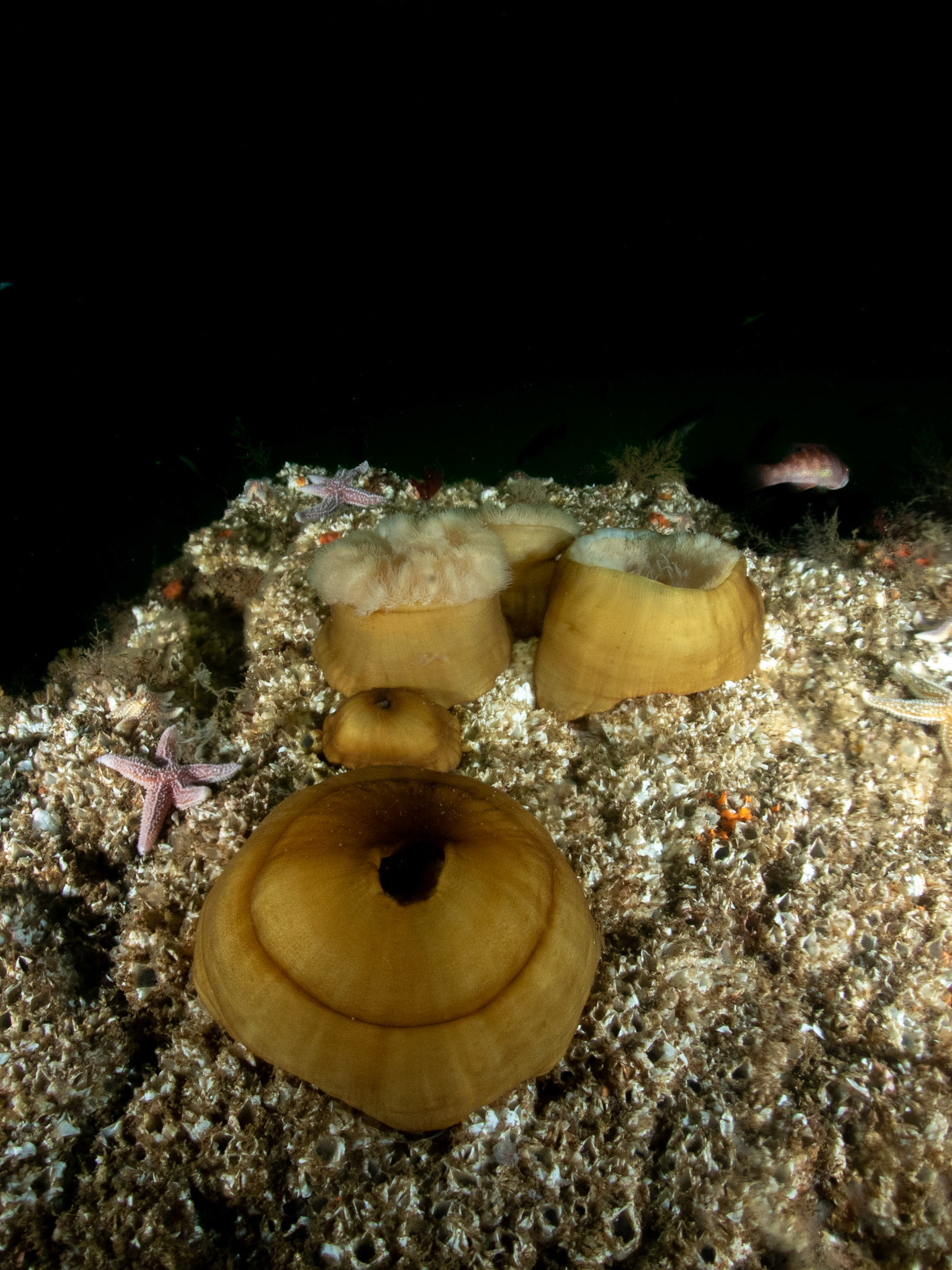 Frilled anemones on the wall
