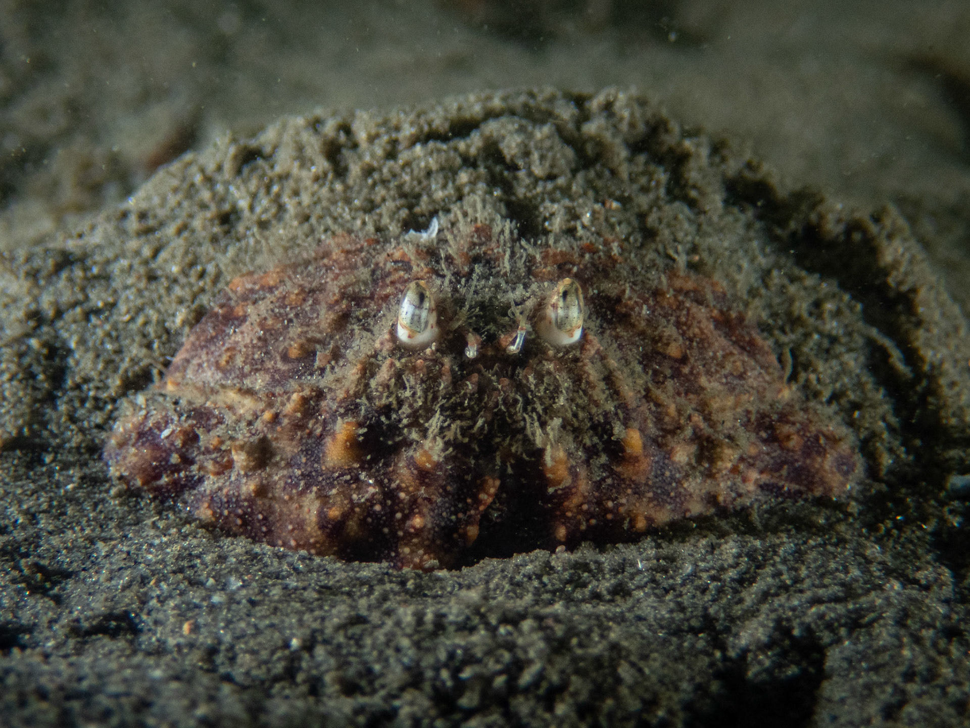 Box crab in the sand