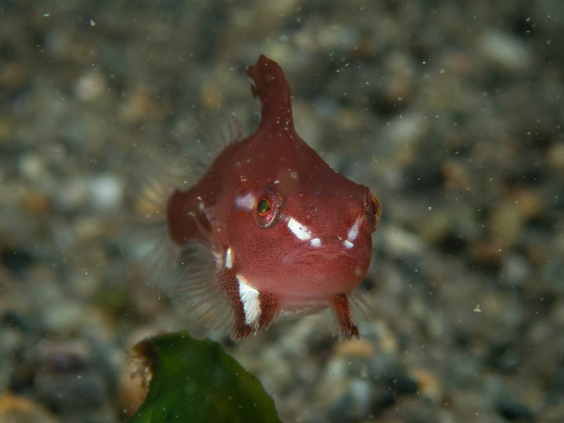 Little lumpfish