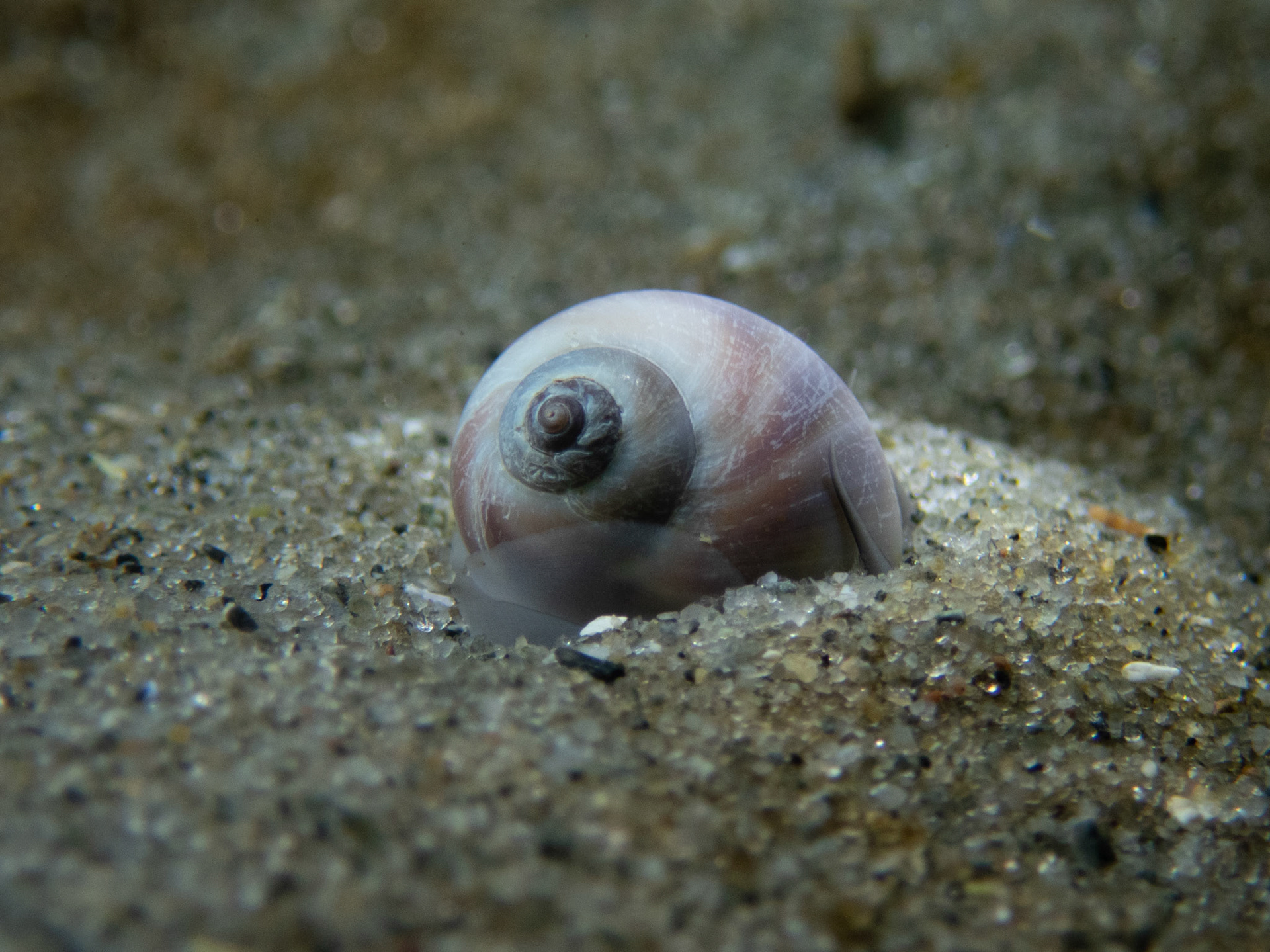 Little moon snail burrowing in the sand