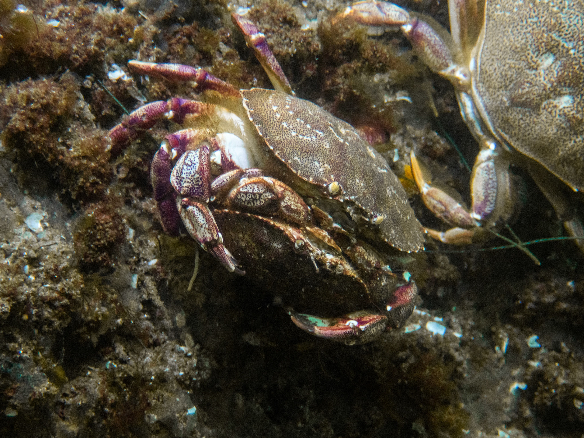 Pair of rock crabs