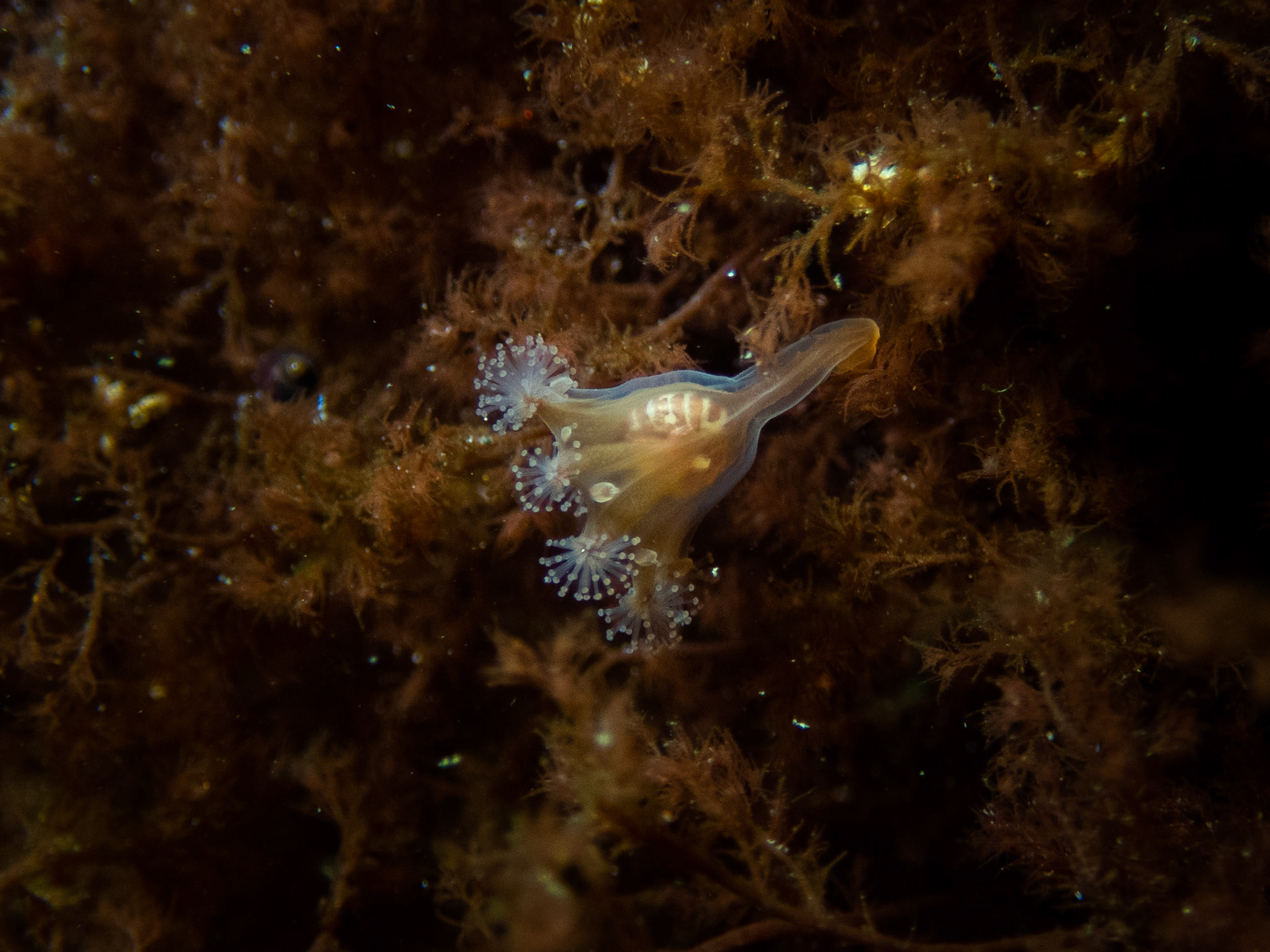Stalked jelly working on digesting an isopod lunch