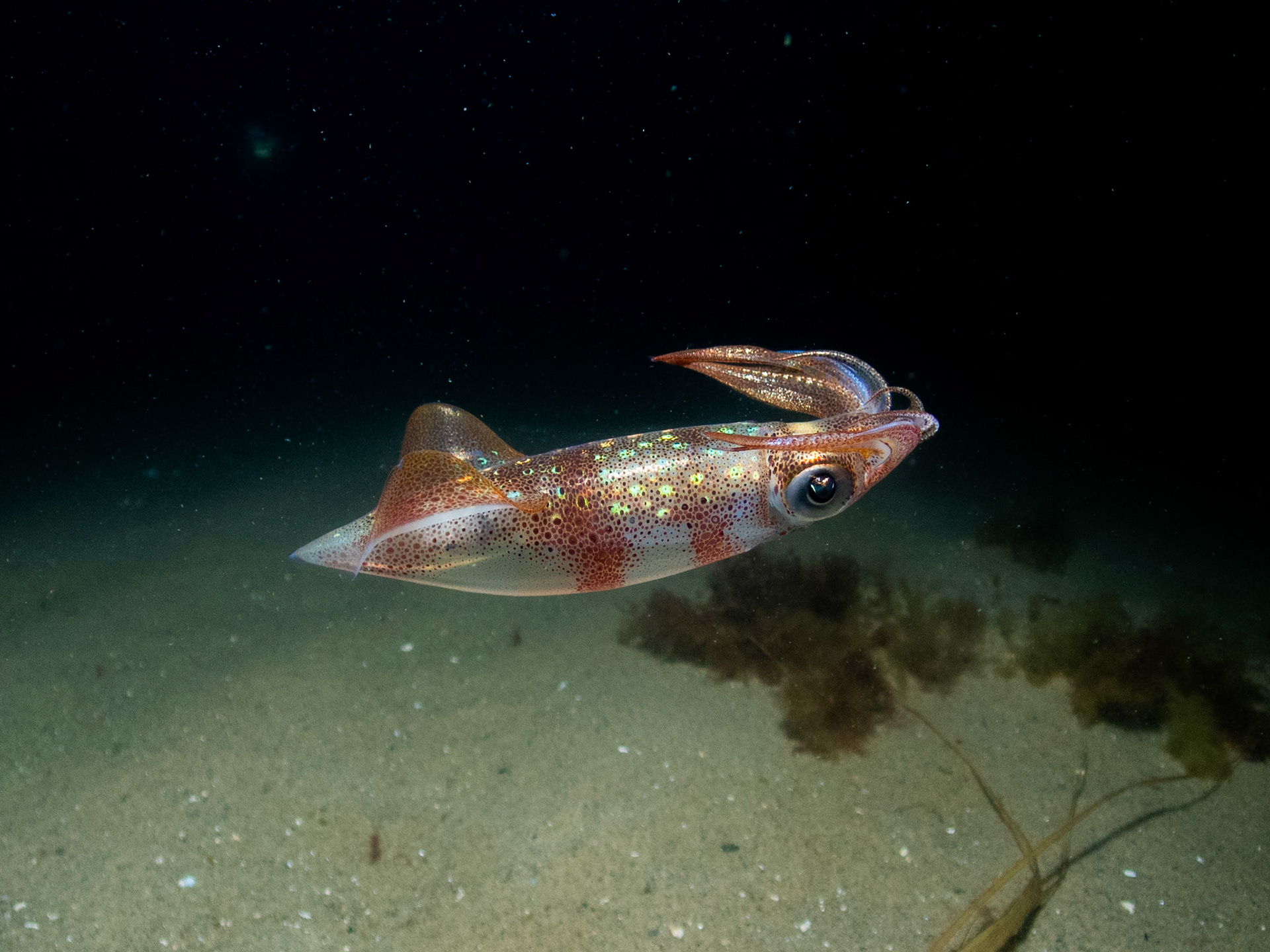 Longfin Squid