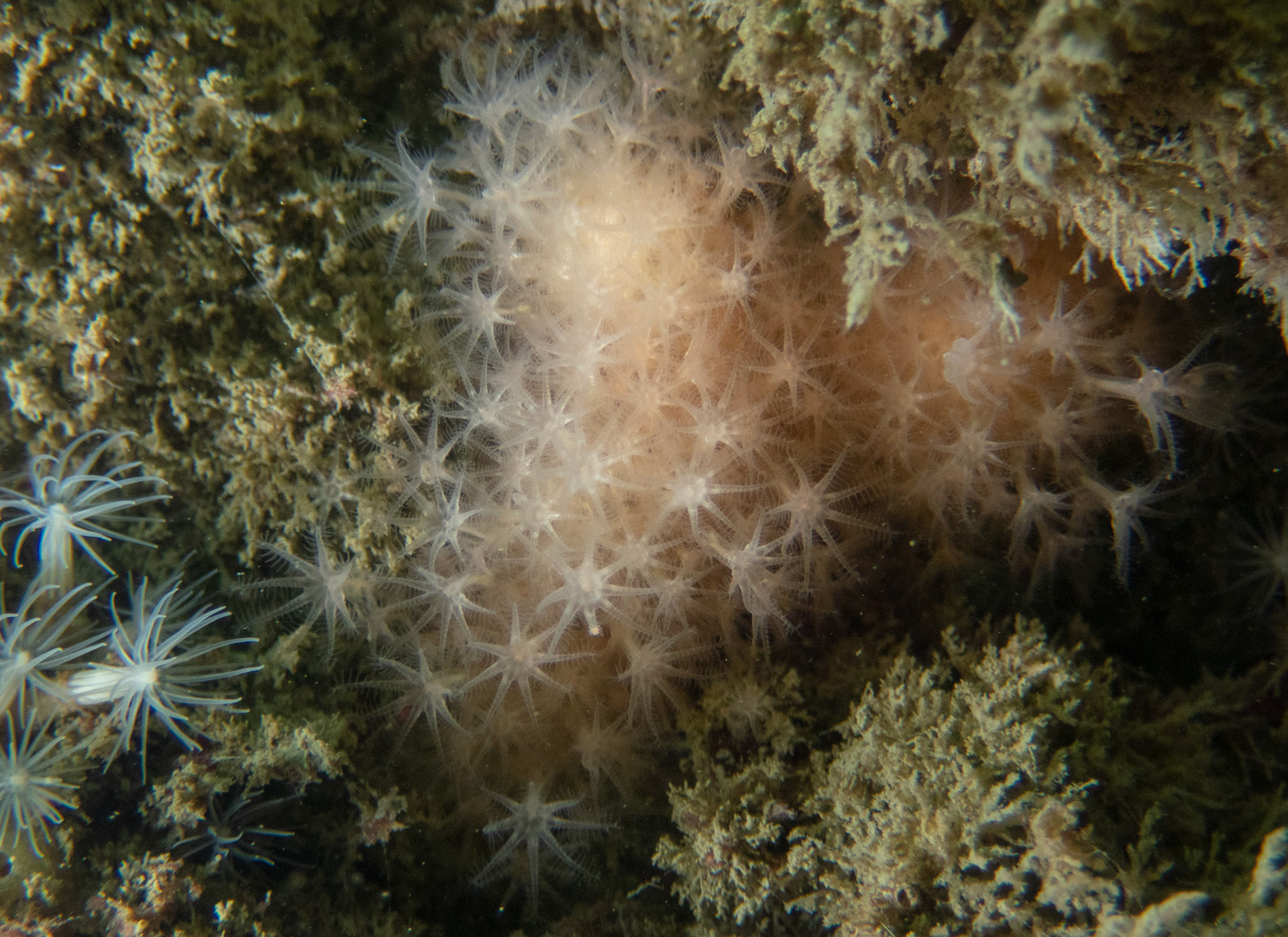 Dead man's fingers soft coral