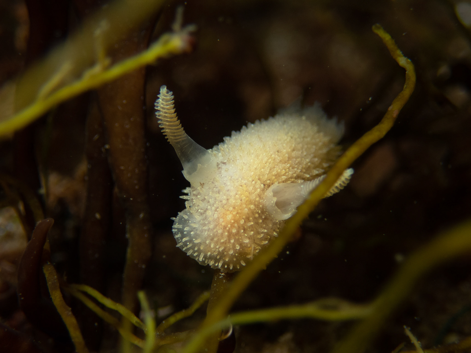 Acanthodoris pilosa