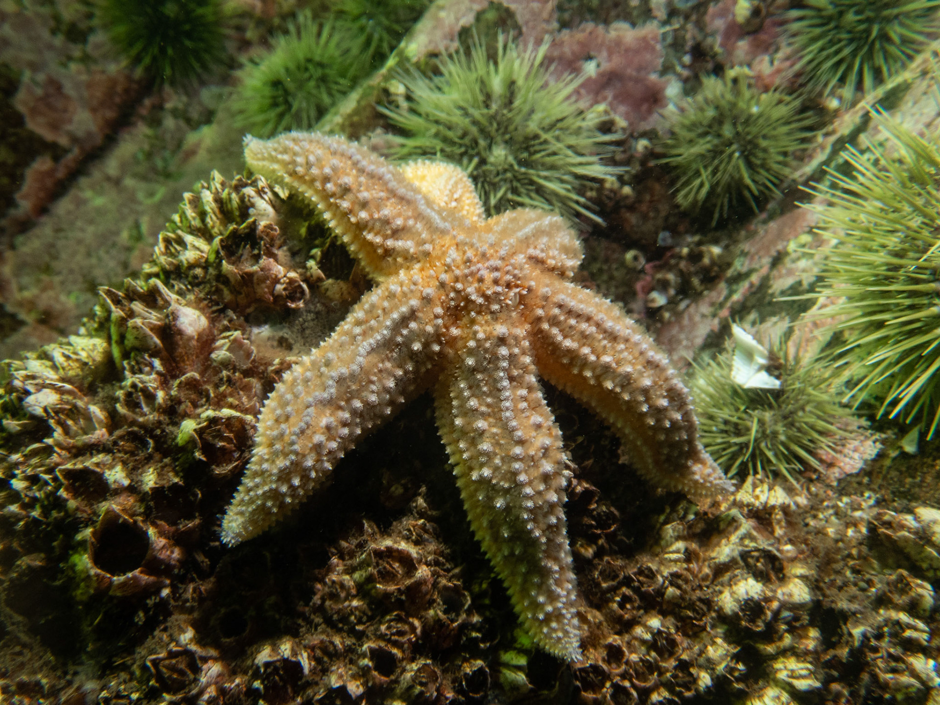 Six-legged sea star basking in the strobe light