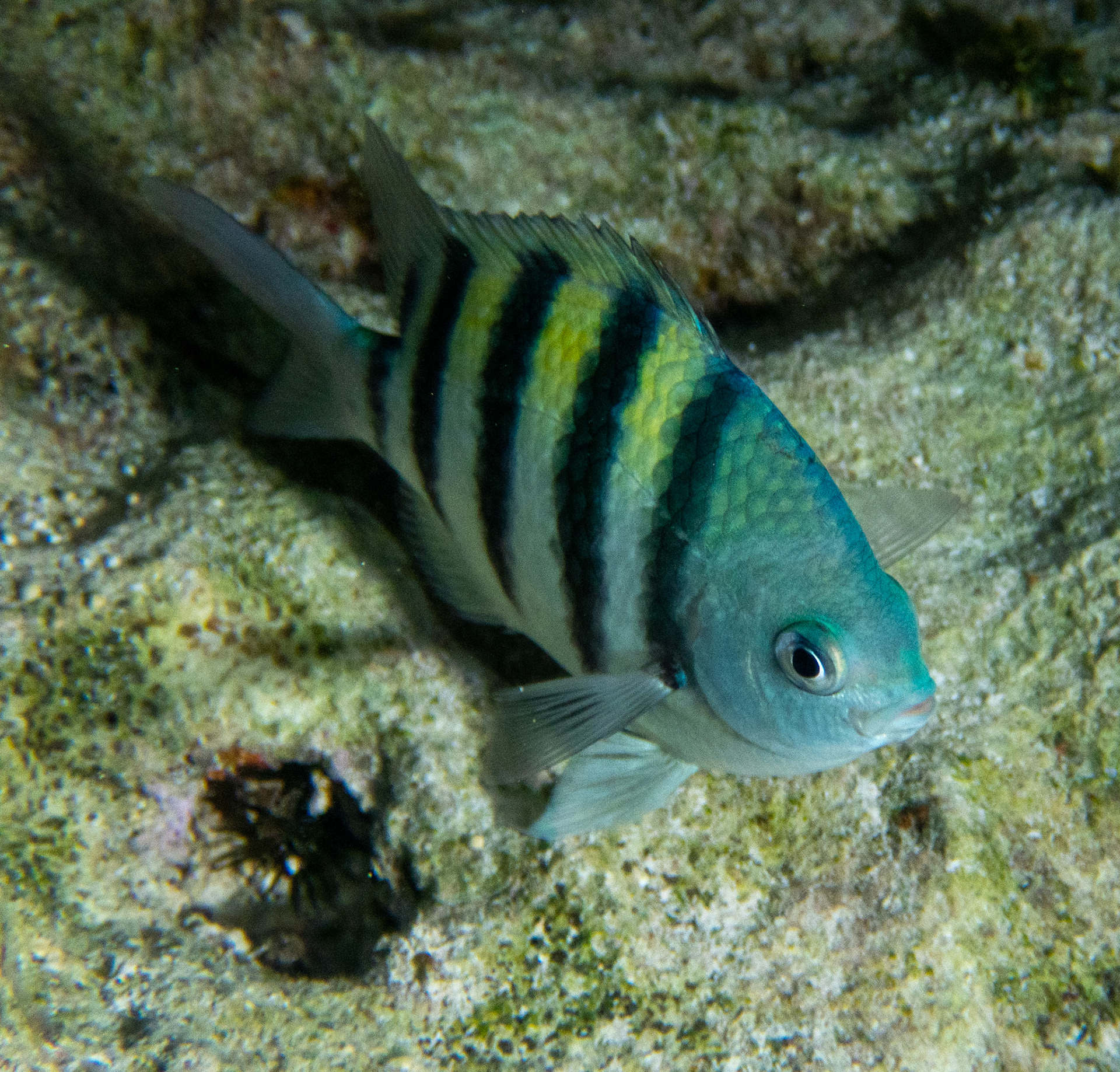 Sergeant Major