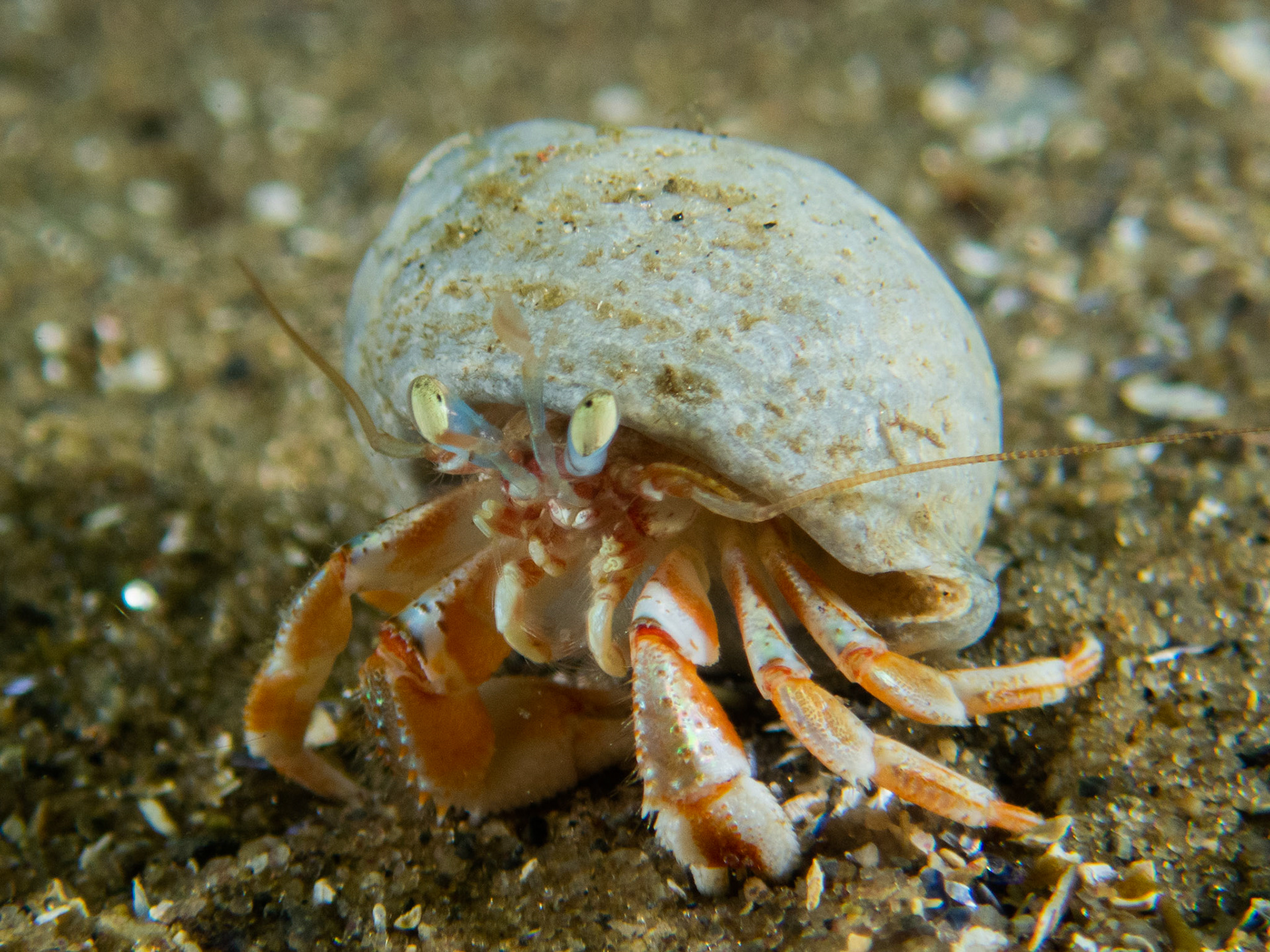 Acadian Hermit Crab