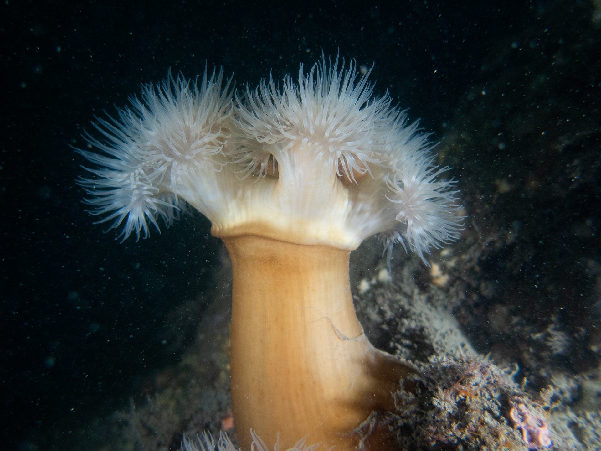 Frilled Anemone