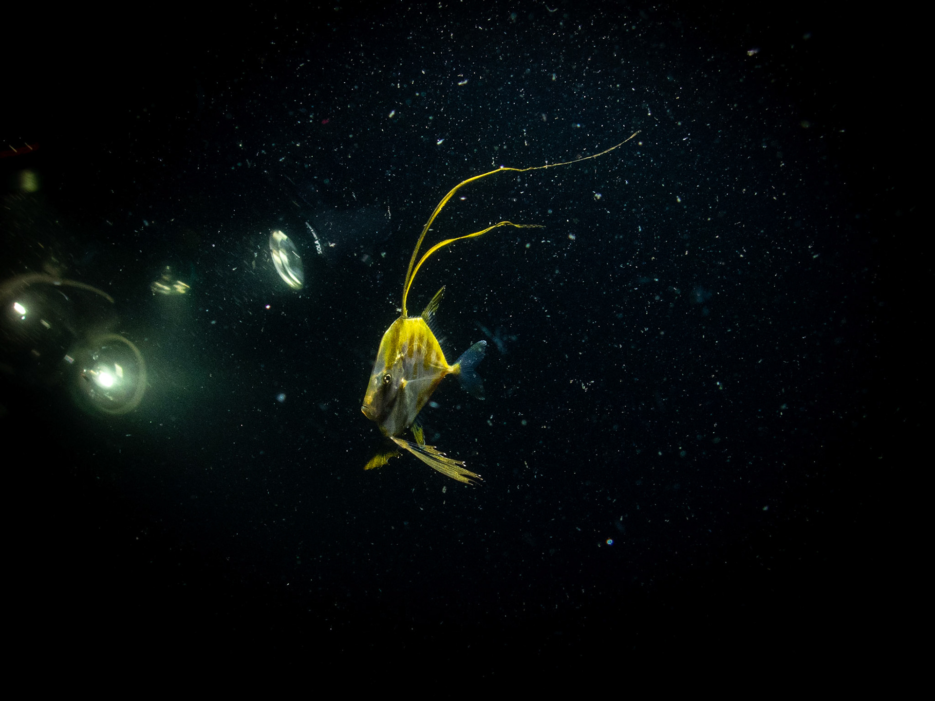 Juvenile lookdown in the spotlight