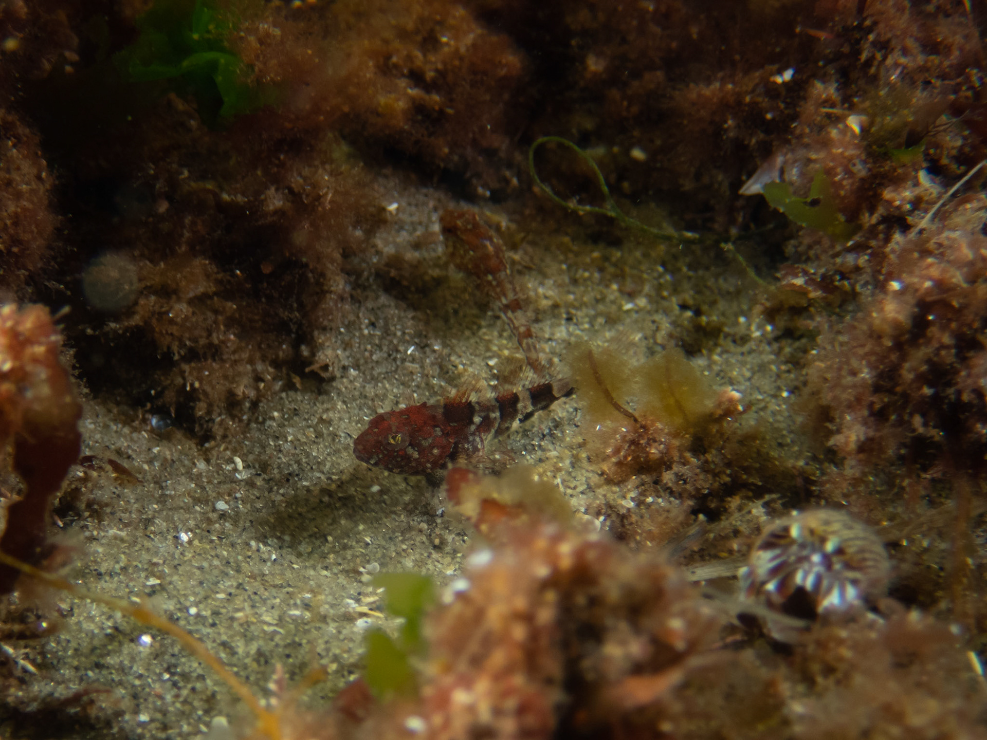 Tiny grubbies