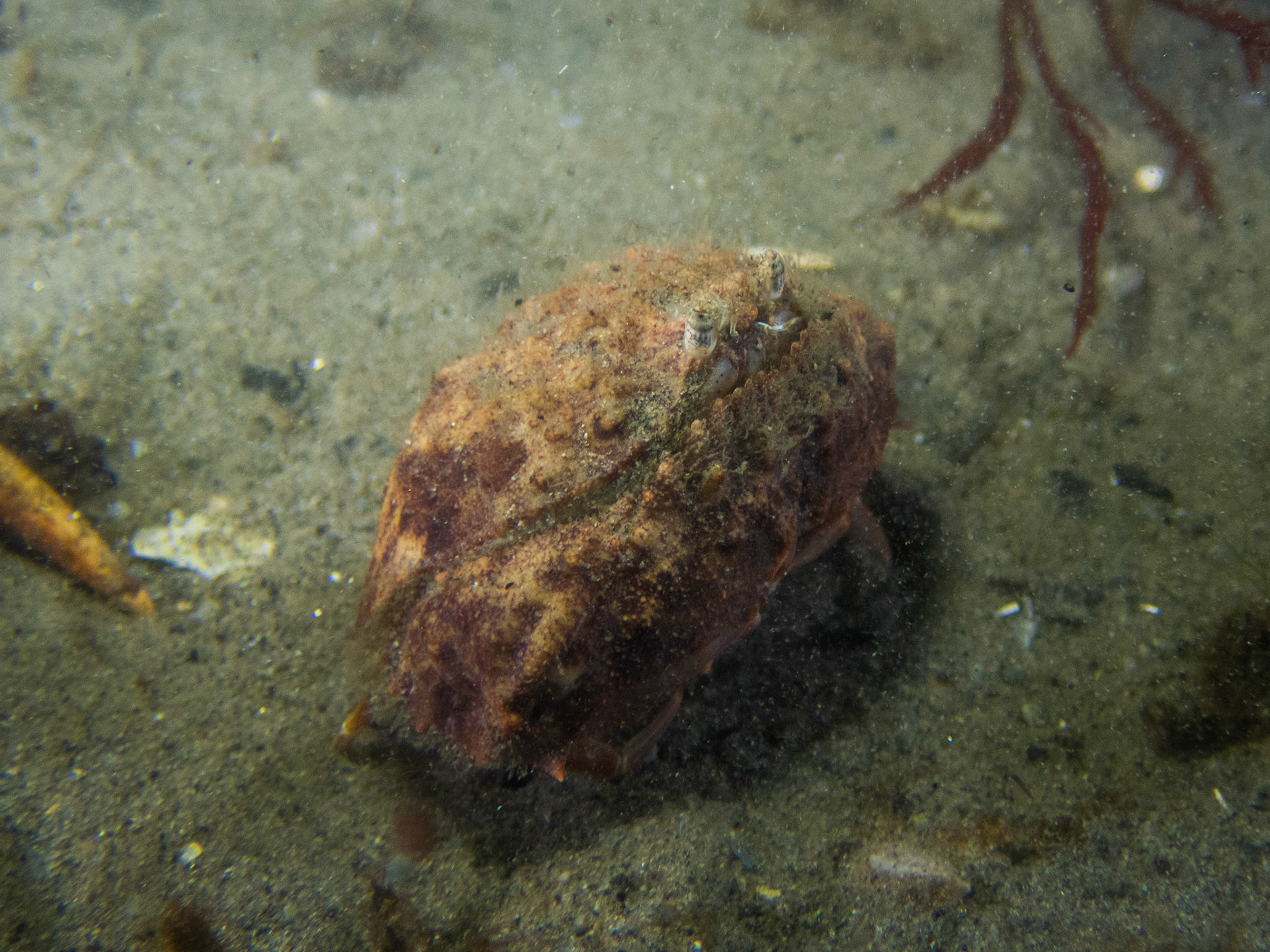 Shy Crab