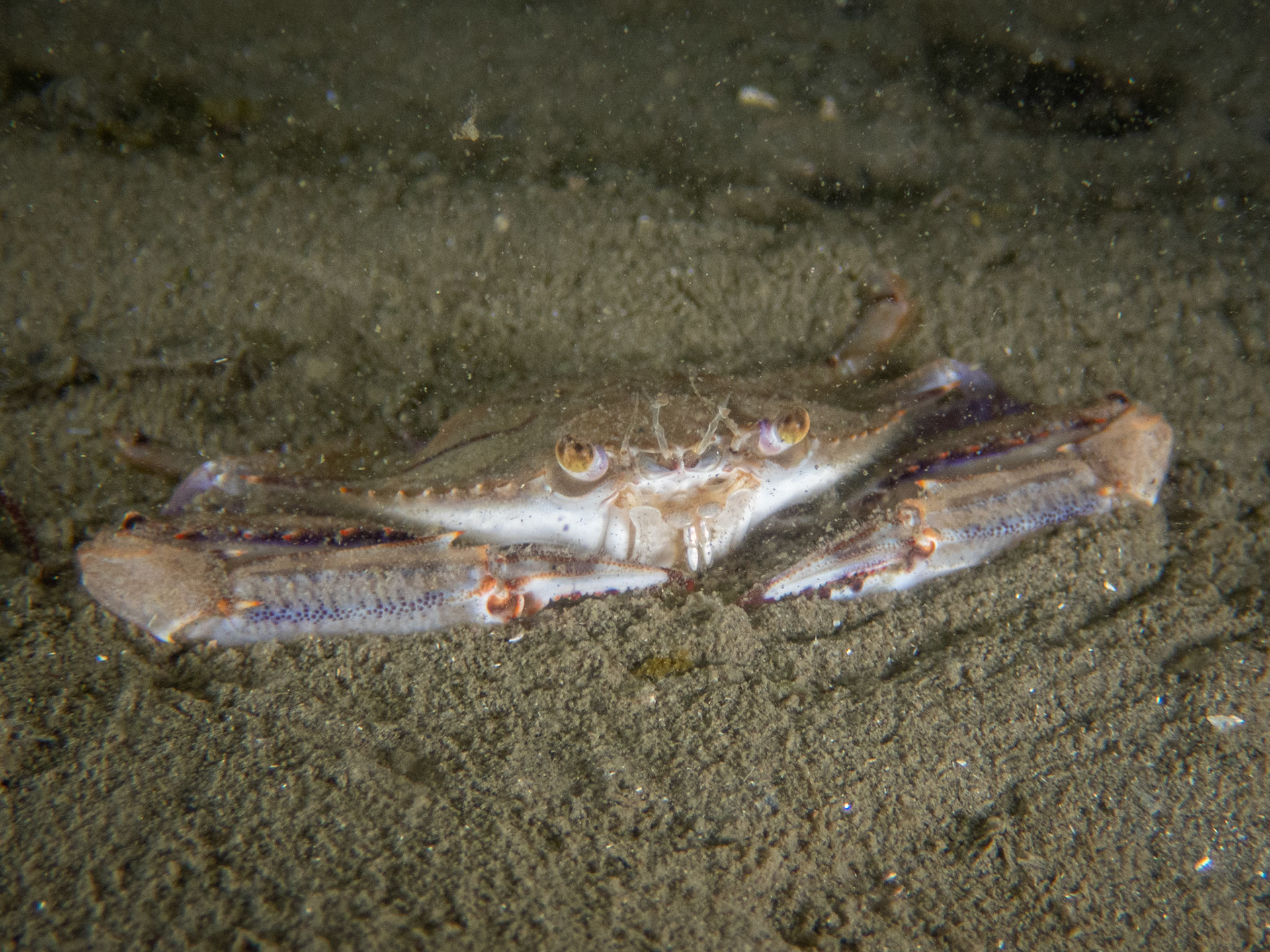 Swimming crab?