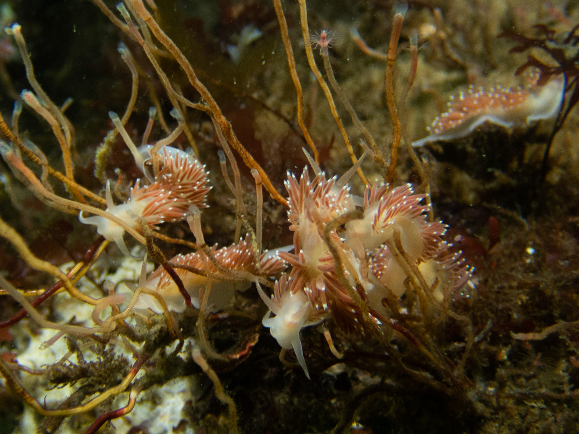 A pile of Flabellina verrucosa
