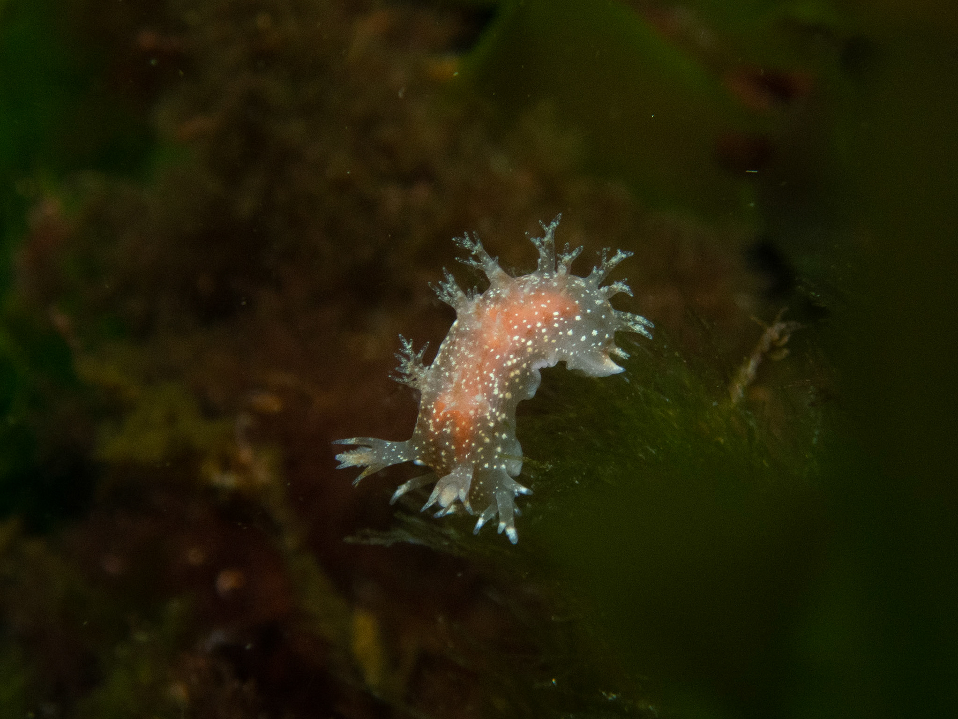 Dendronotus frondosus