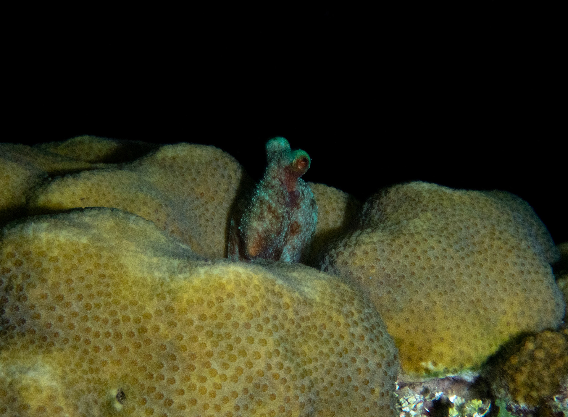 Tiny Caribbean Reef Octopus