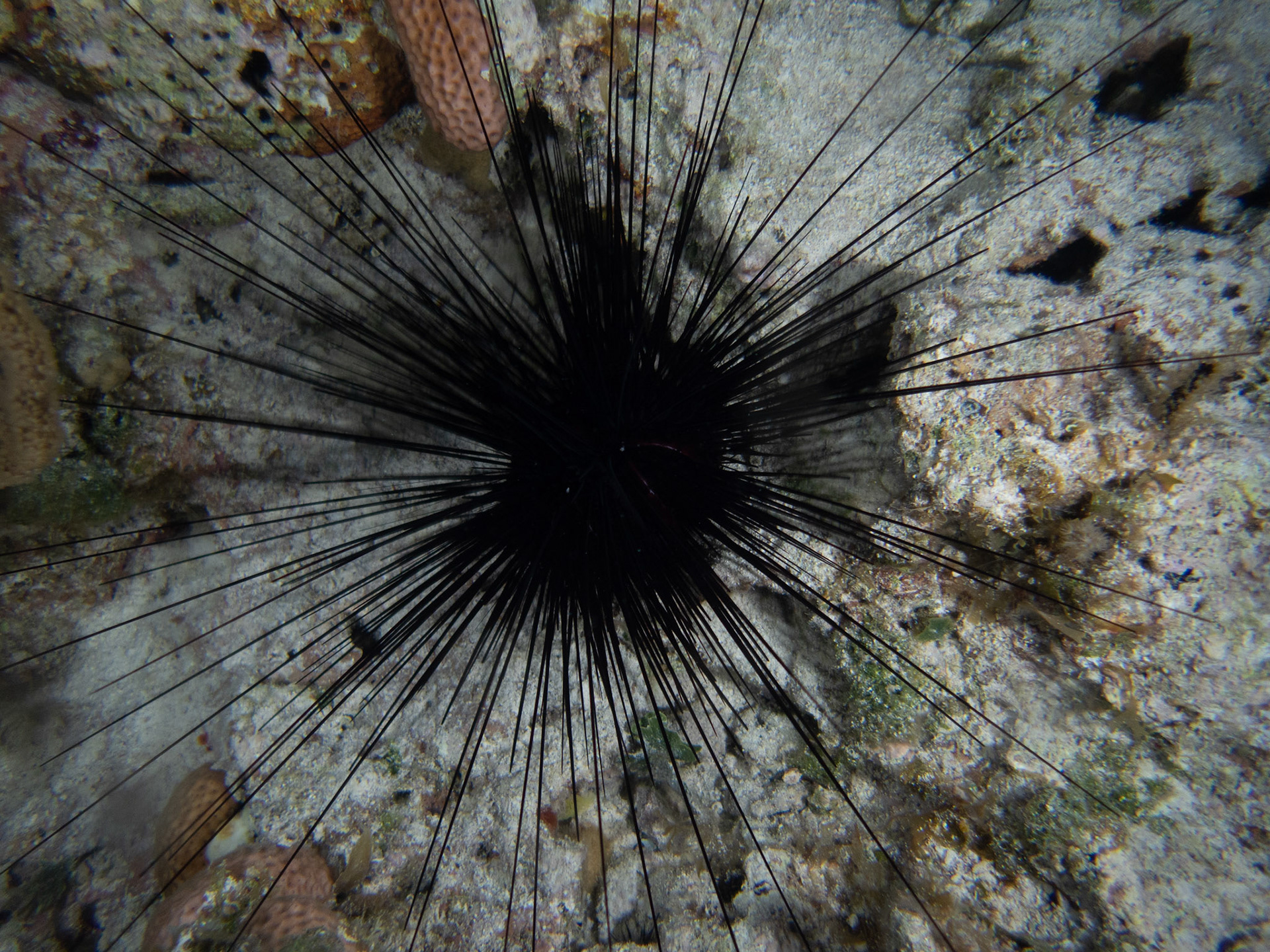 Long-spined Urchin
