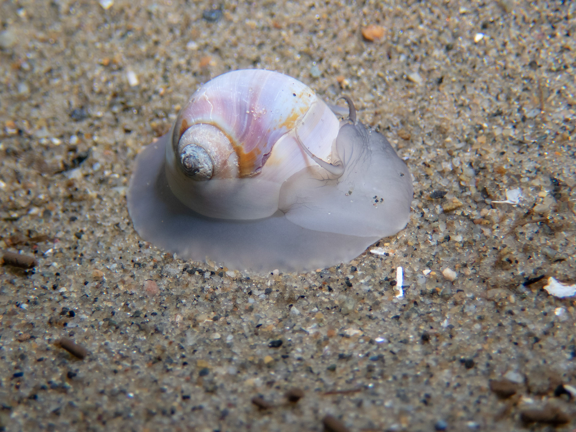 Moon Snail