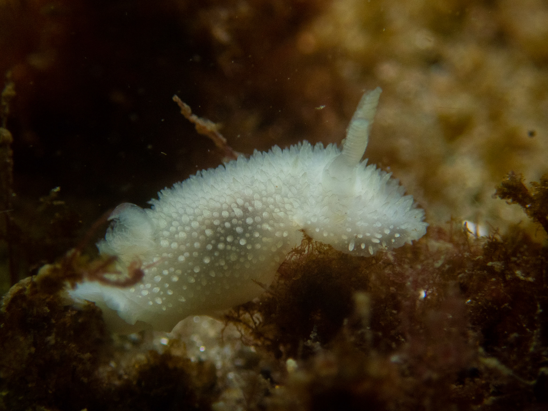 Acanthodoris pilosa