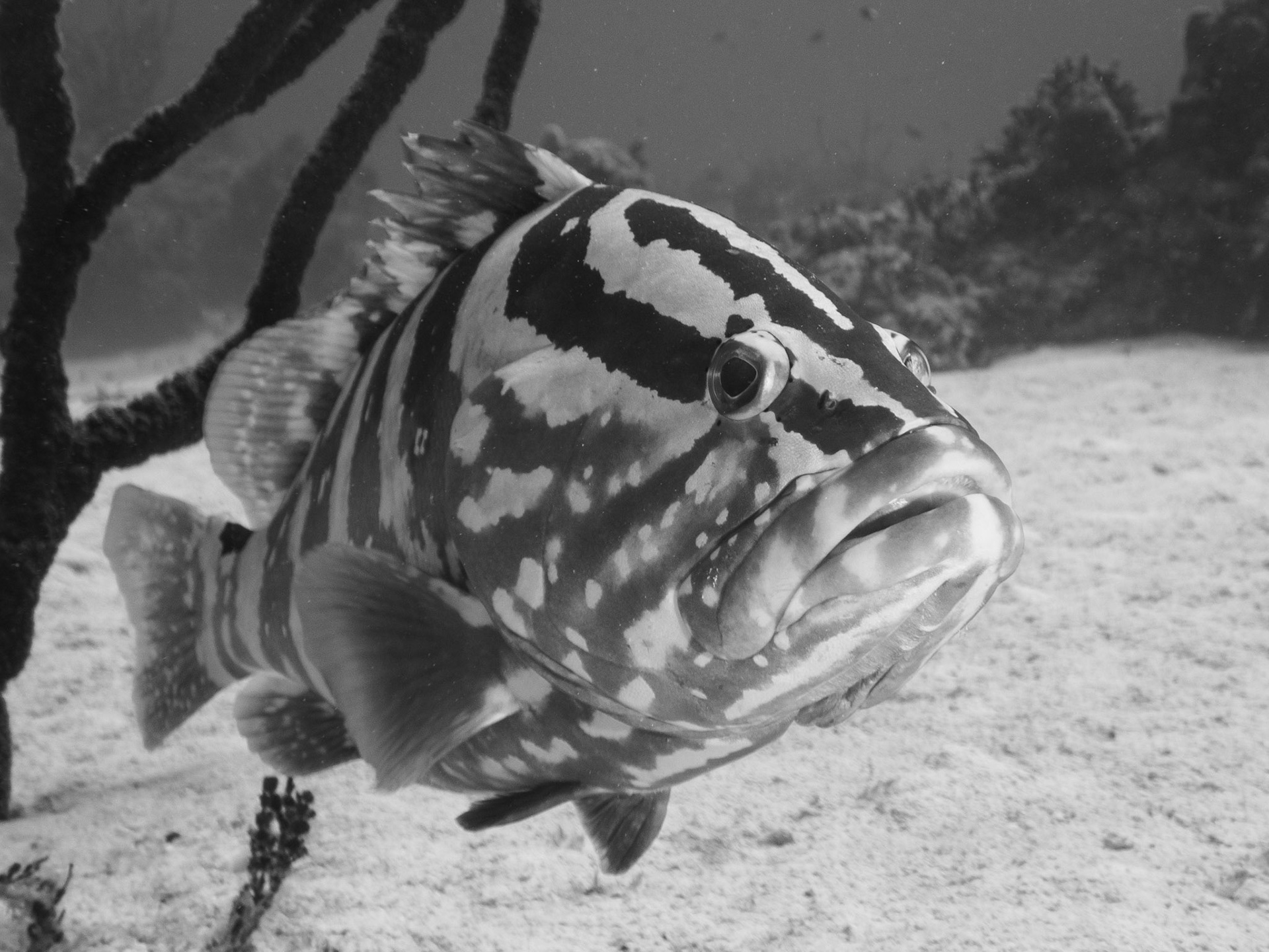 Nassau Grouper