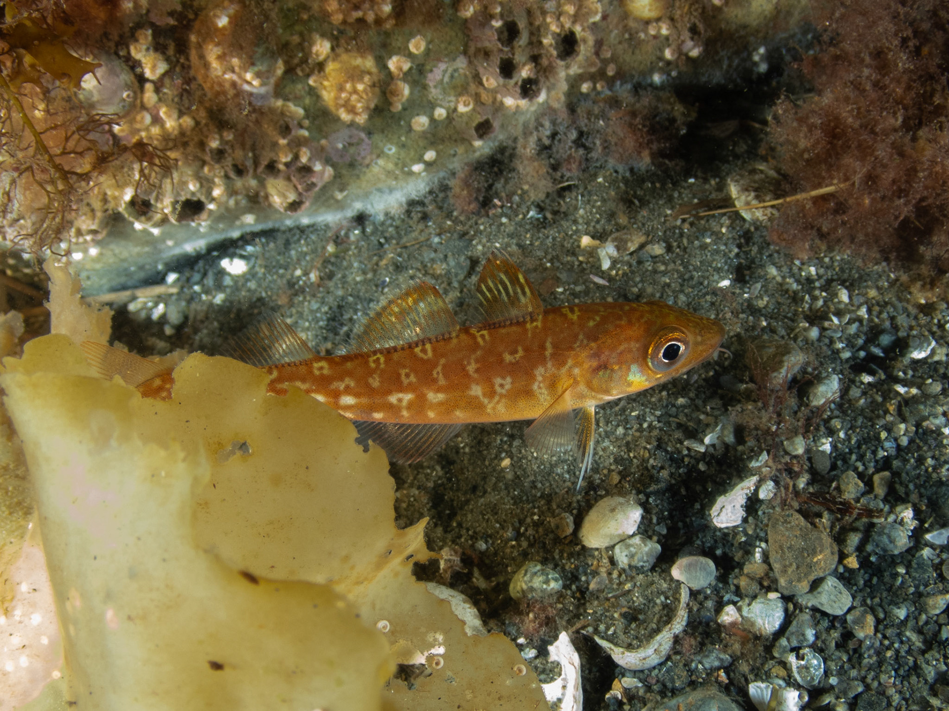 Tomcod